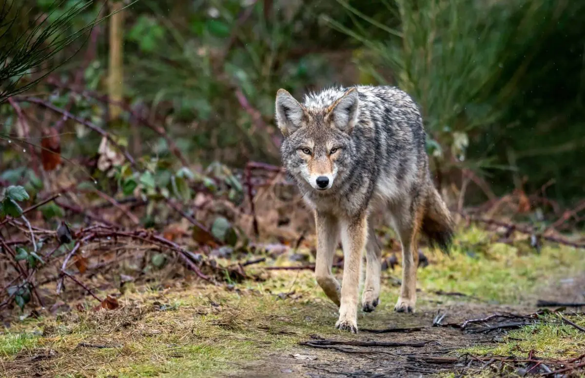 Spot and Stalk Iowa Coyotes