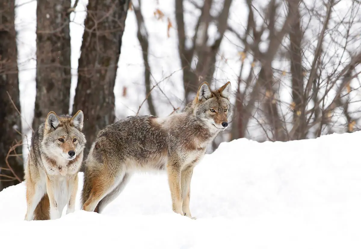 Finding Coyotes Before Breeding Season