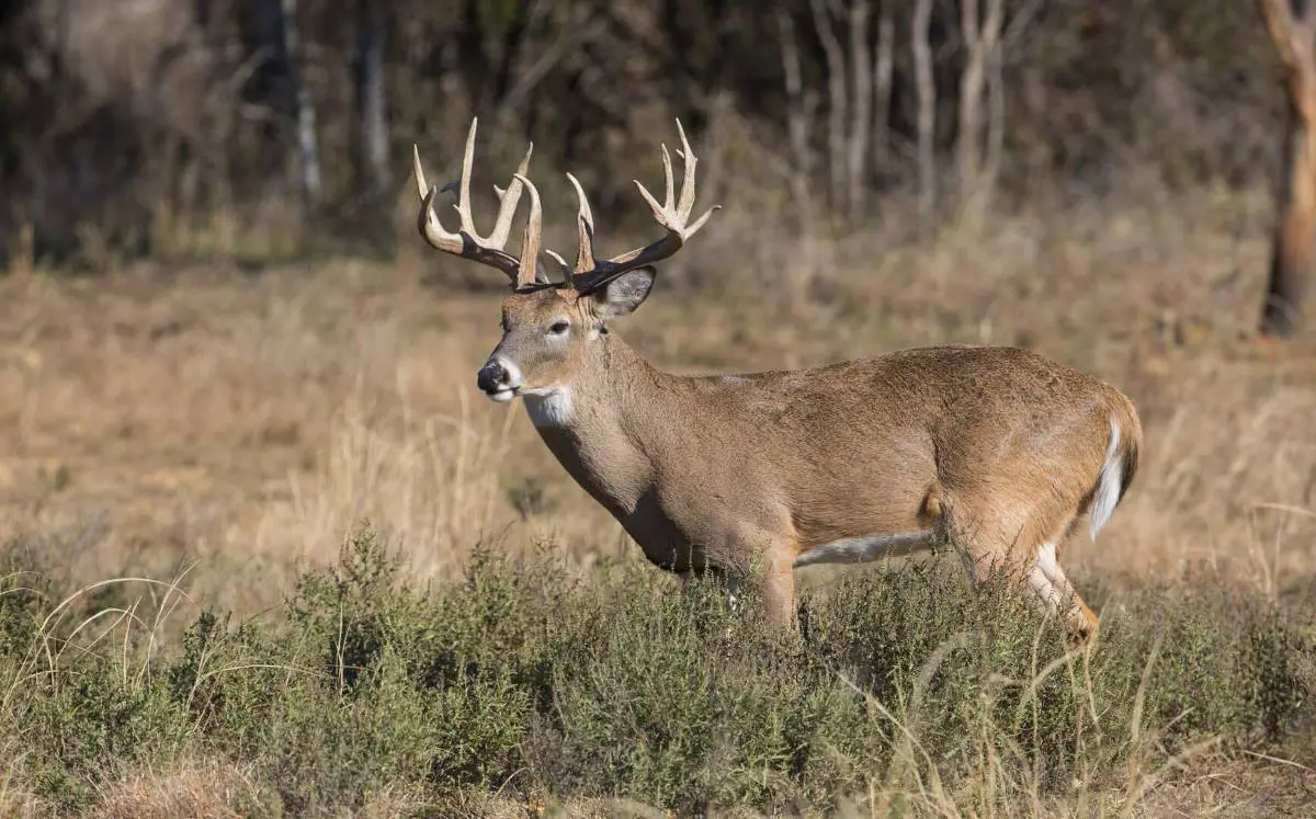 Patterning Trophy Bucks Post-Rut