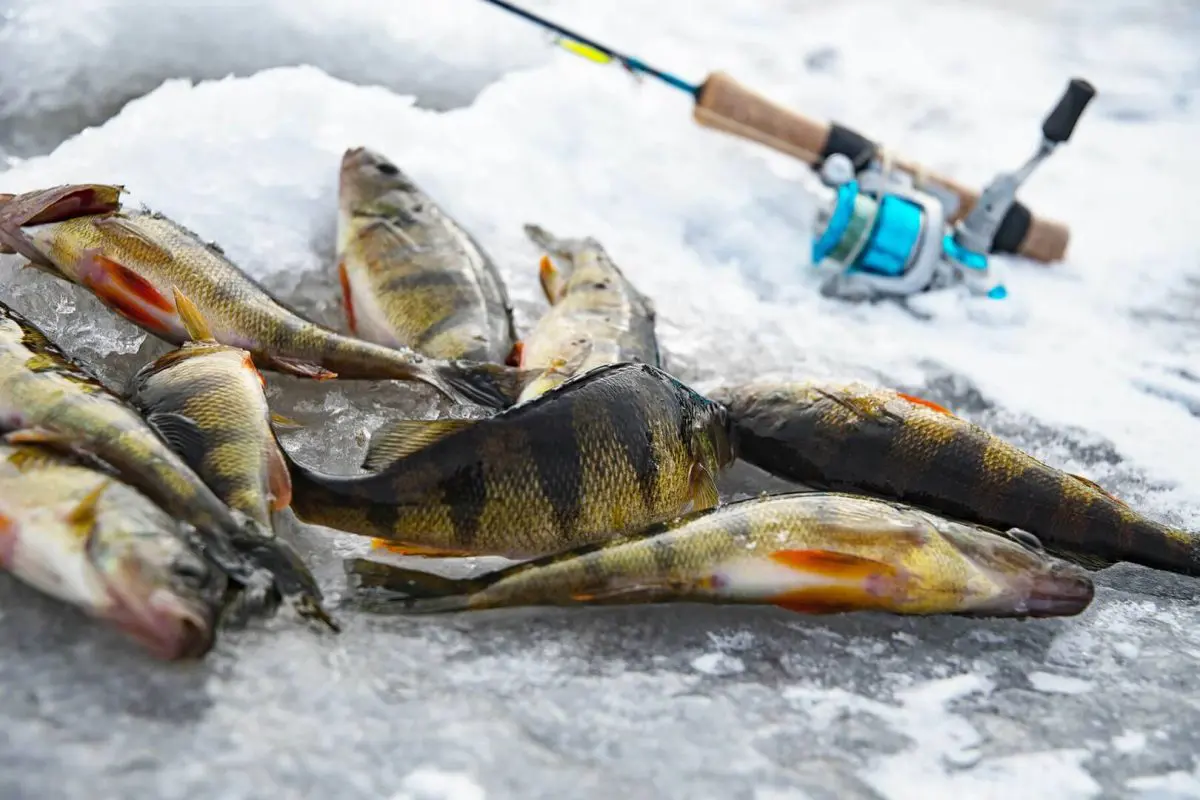 It is Never to Late to Start Ice Fishing Early Season Ice Tactics that will Fill your Bucket
