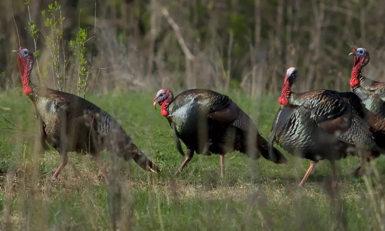Final Hour Gobblers