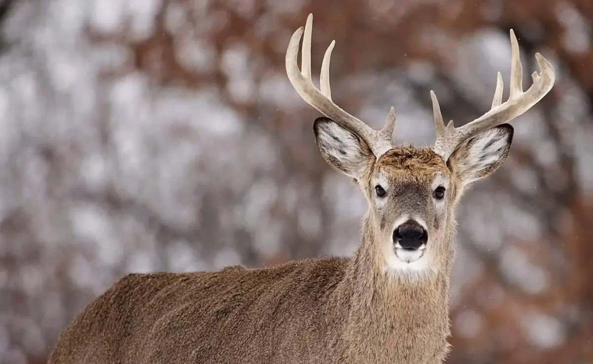 Bagging Late Season Bucks