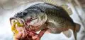 Spring Bass Fishing in Iowa