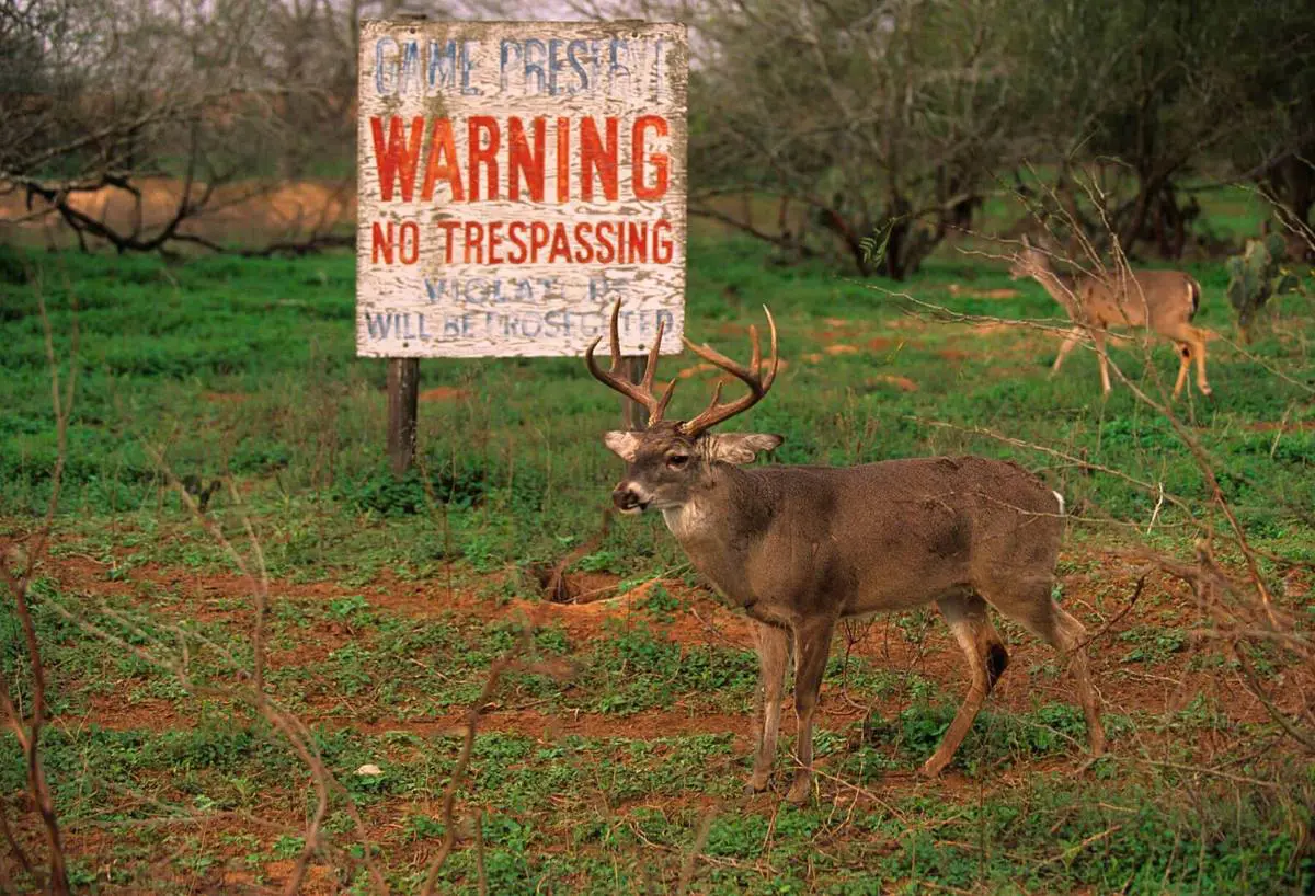 Supplemental Strategies for Antler Development