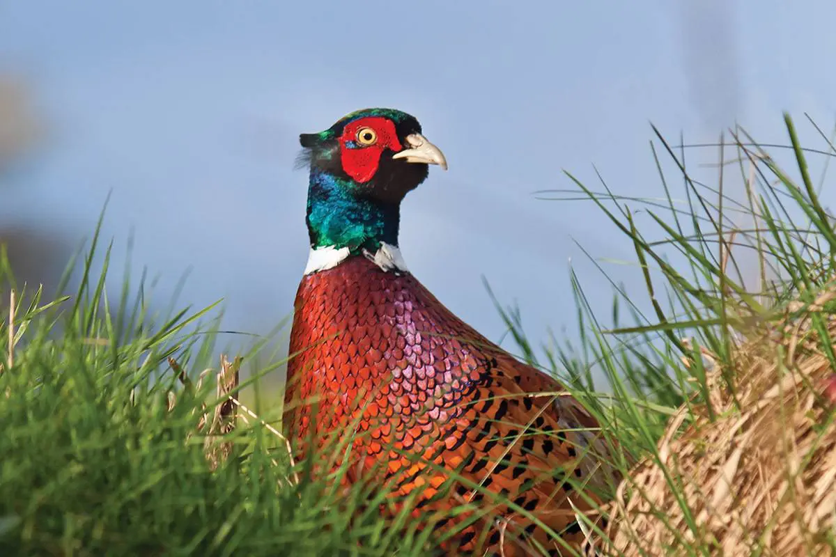 Habitat for the Birds Comparing Pheasant Hunting Opportunities: South Dakota Public or Iowa Private