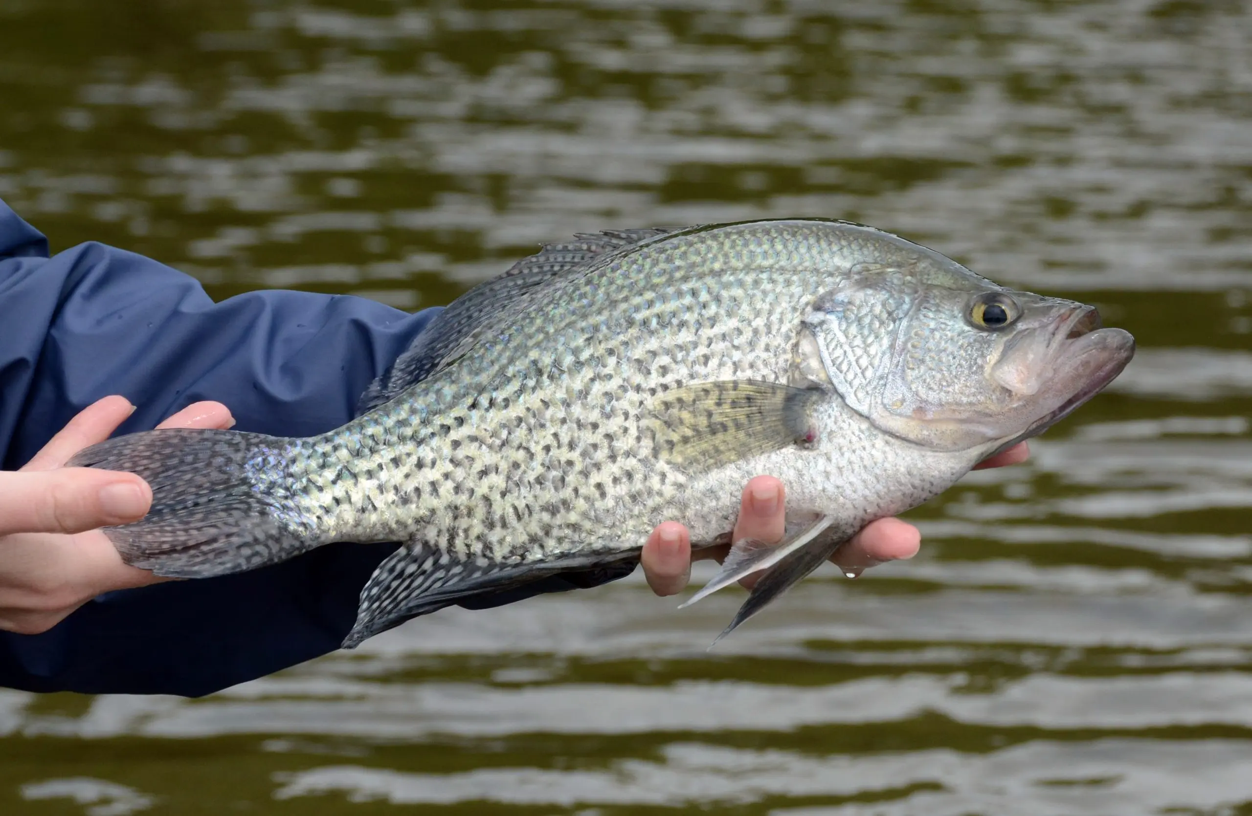 Time to Chase some Crappie Slabs