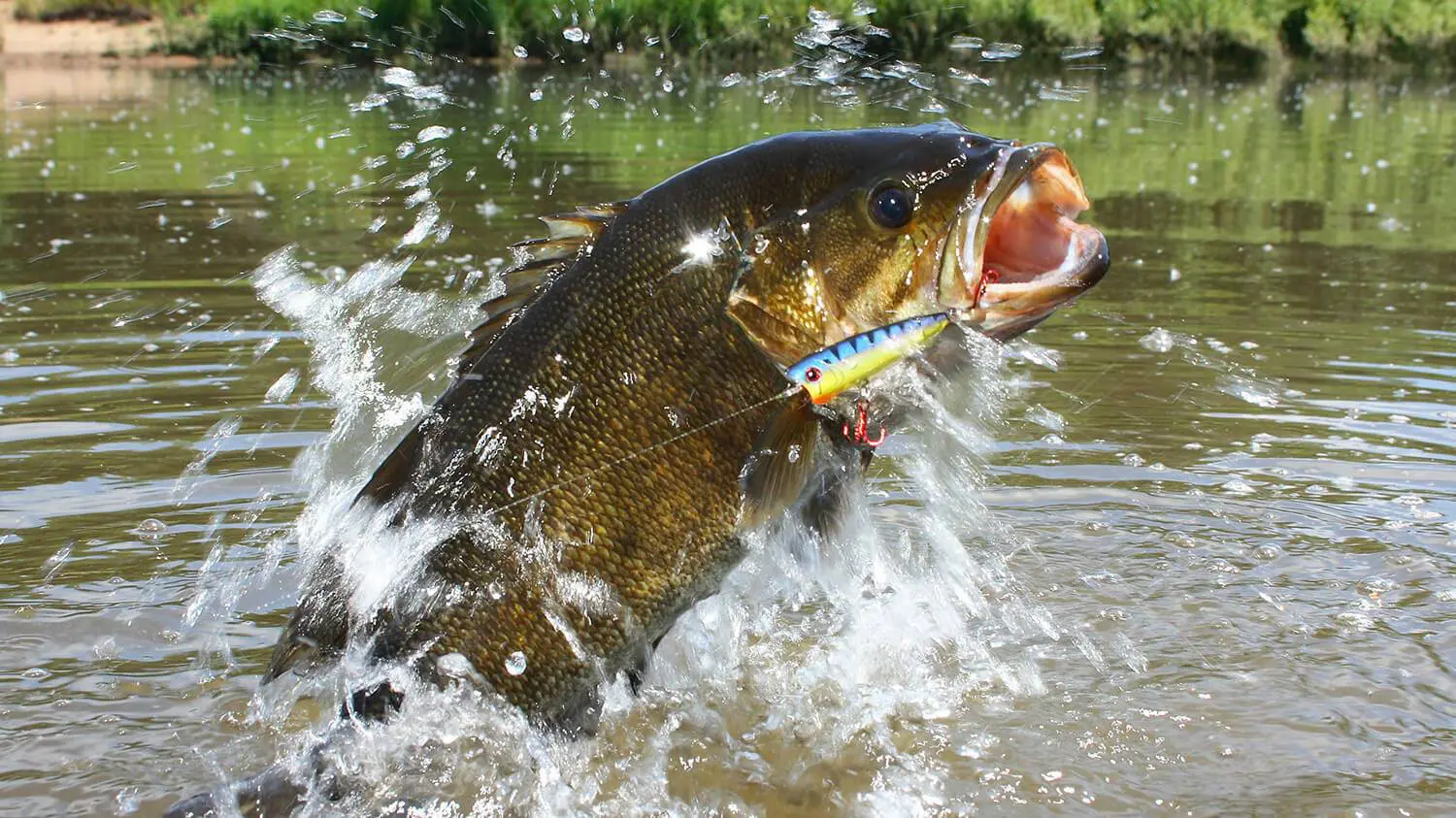 Secrets to Catching Summer Bass