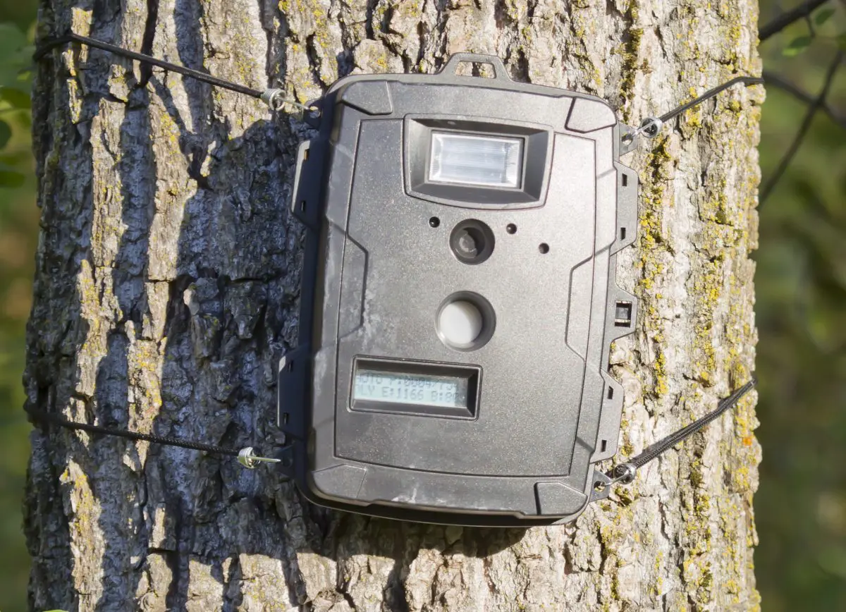 Trail Camera Strategies for Big Buck Success Game Camera Strategies
