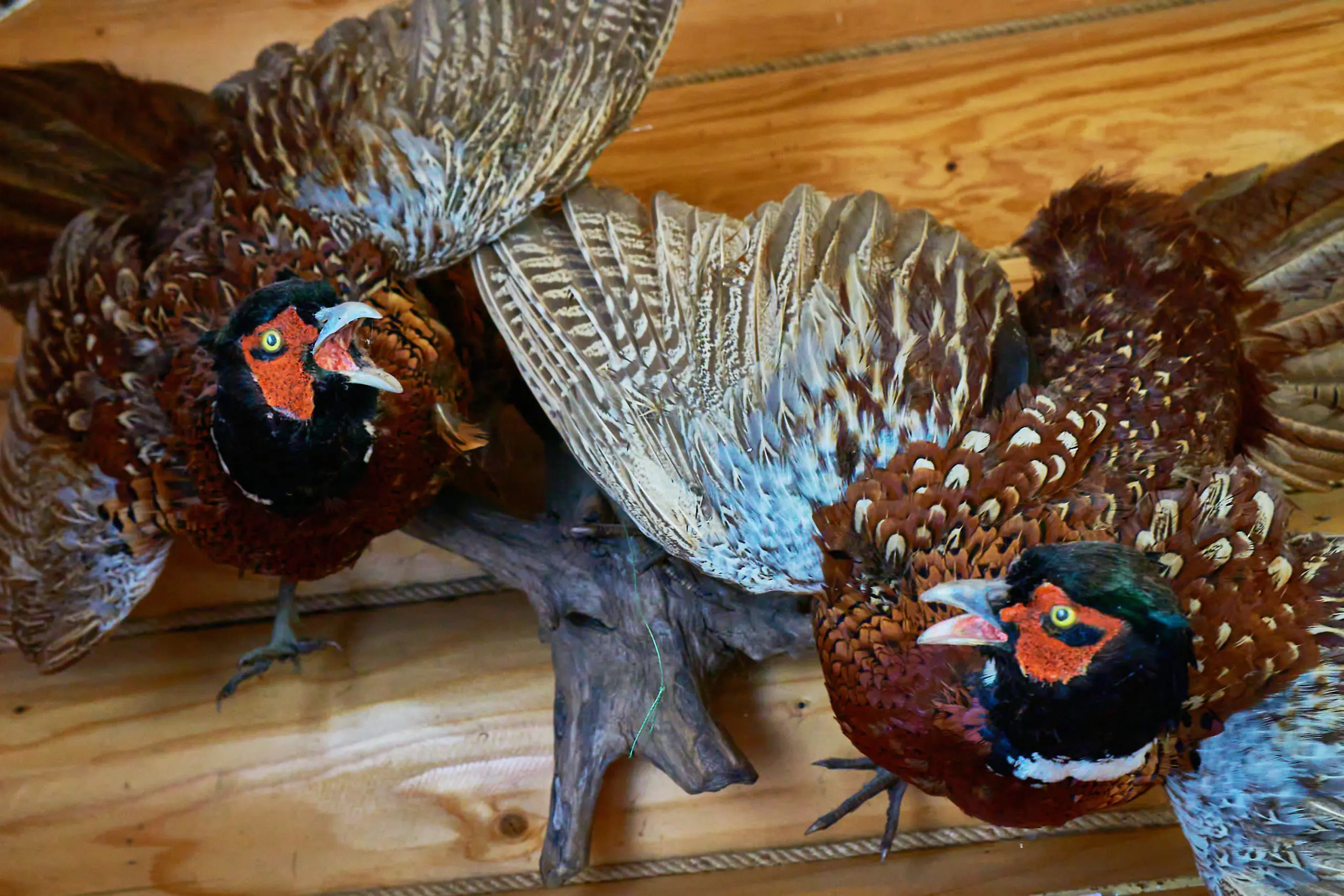 Field Techniques for Taxidermy Bird Mounts