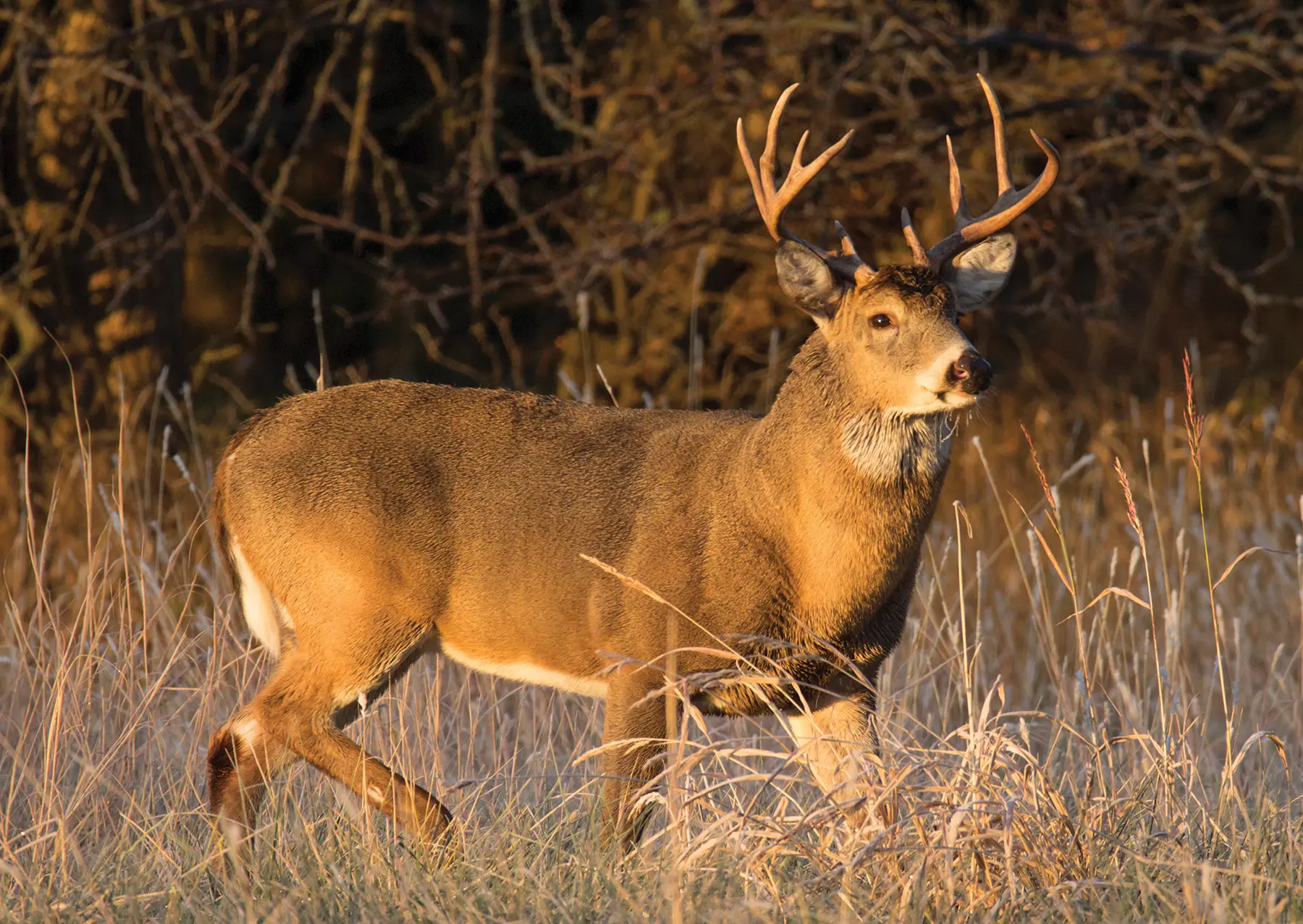 Leveraging Conditions for Bowhunting
