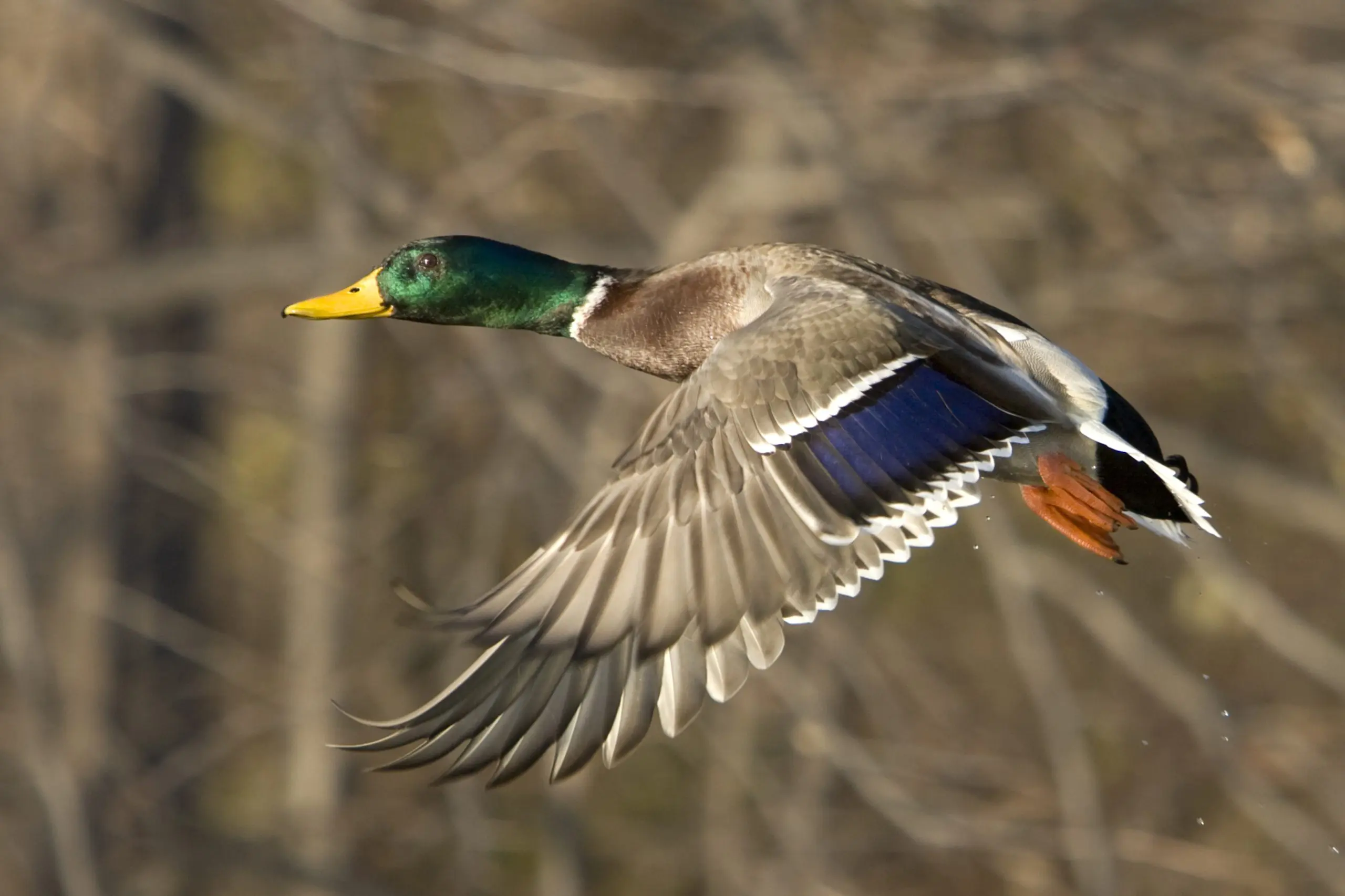 Iowa Duck Hunting
