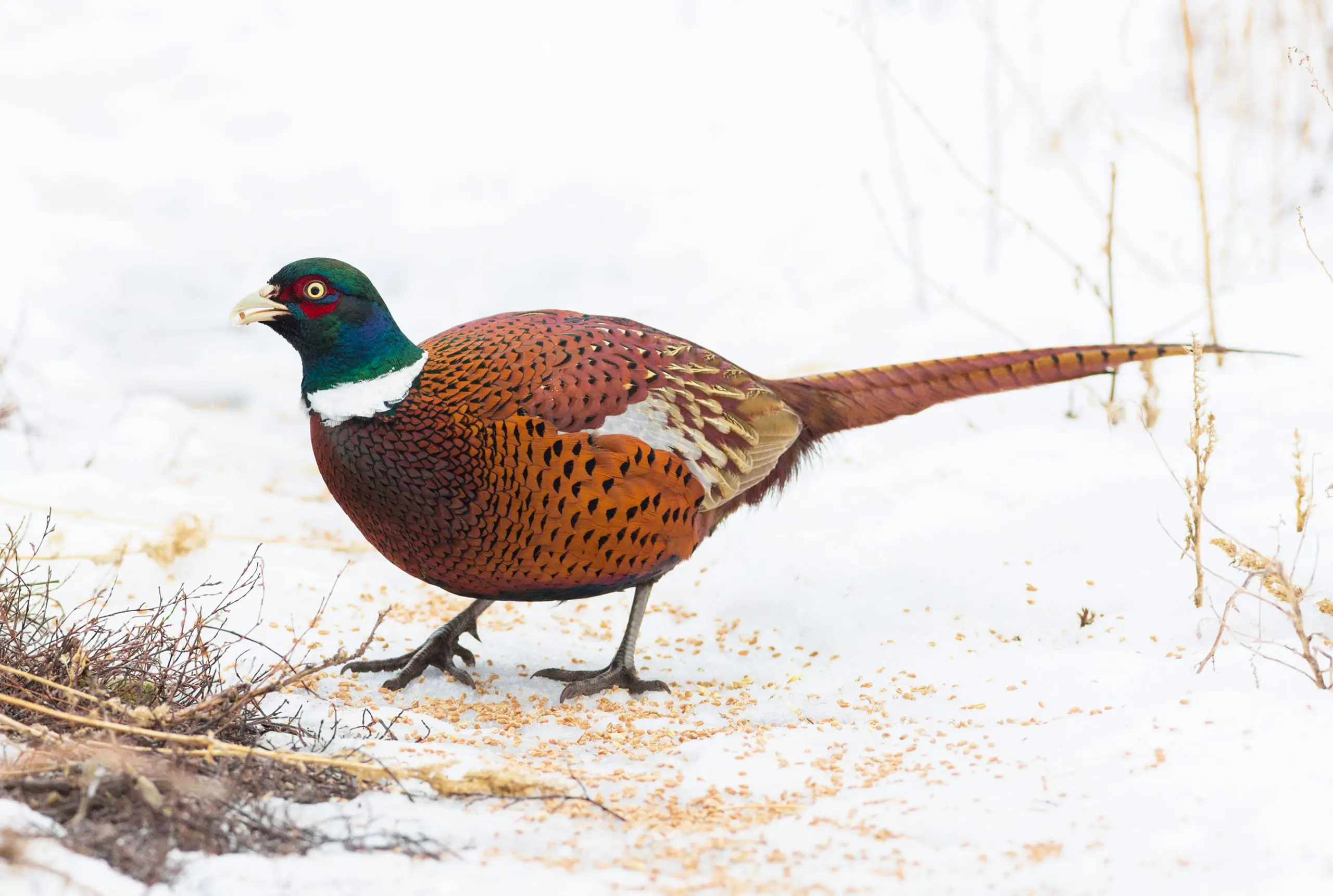 Hunting Pheasants in the Snow