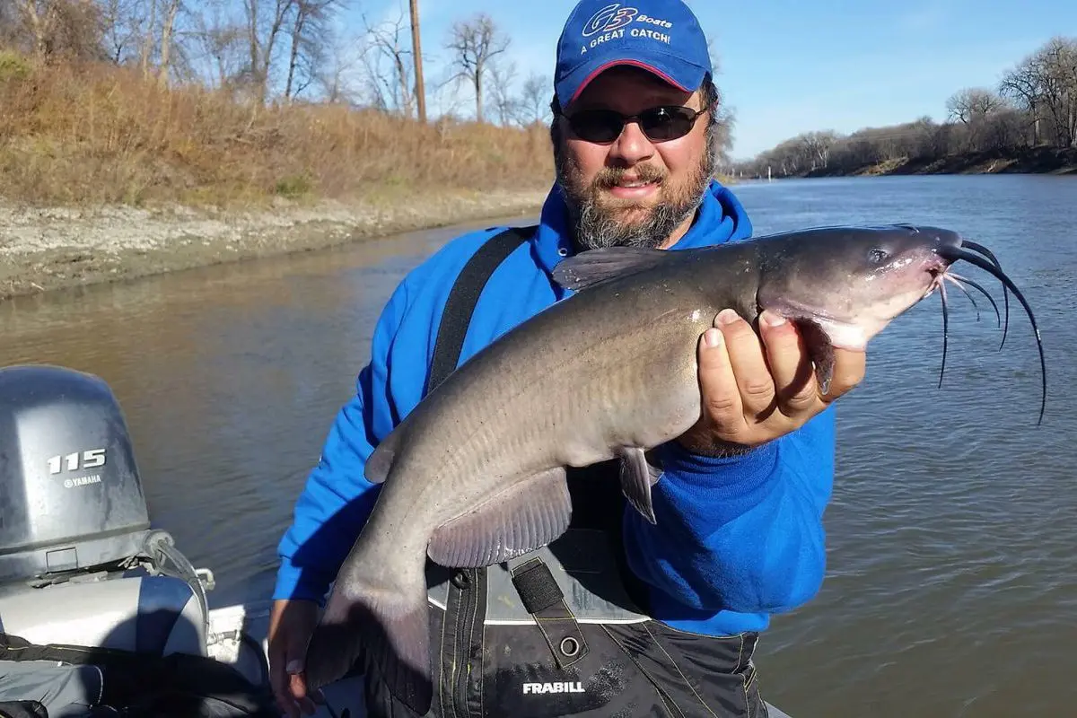 Basics of Fall Channel Cats