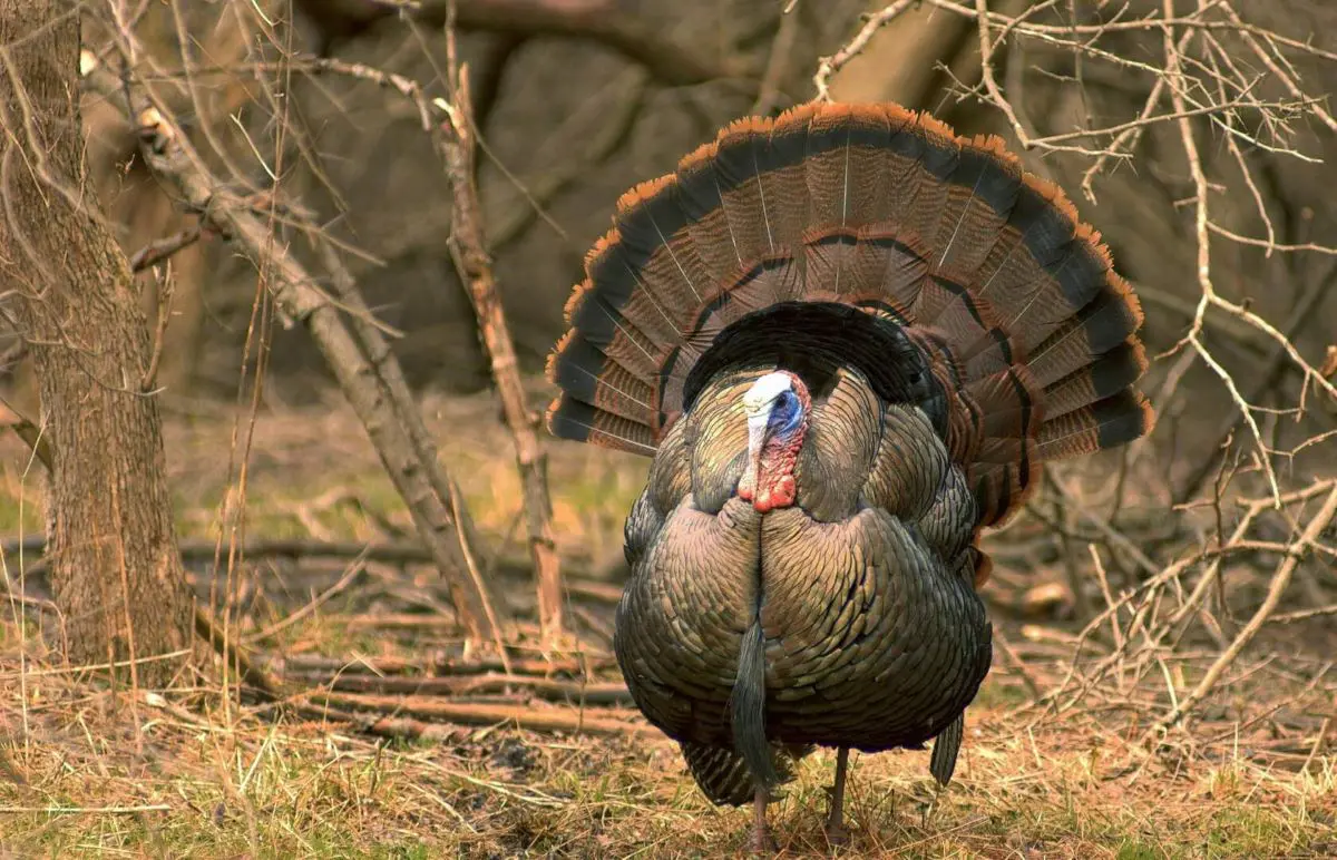 Turkey Taking Tips: From some “Not-so-Pro” Hunters! Reasons why you won't Harvest a Turkey this Year