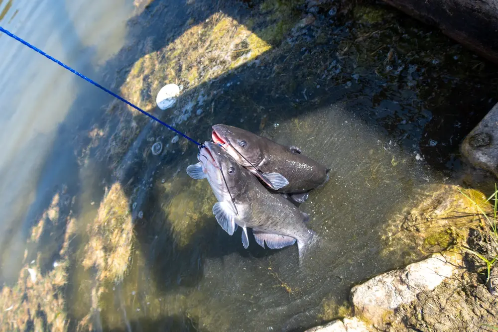 Tactics for Fall Catfish