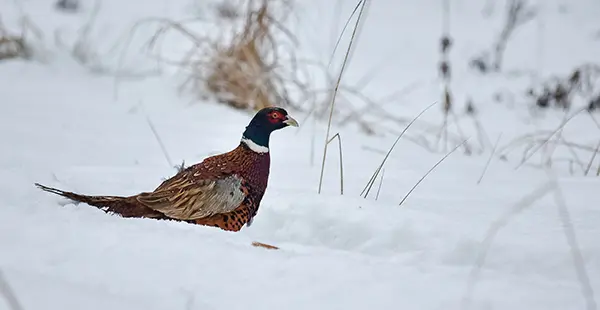 Leveraging Prairie to Improve Habitat