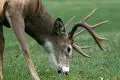 Guide to Creating a Spring Food Plot