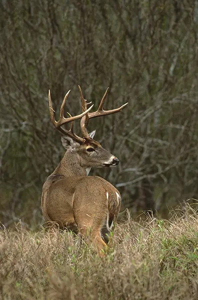 How to Grow Giant Whitetails
