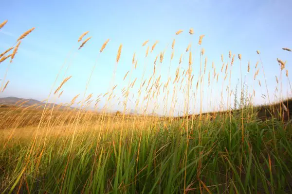Using Burning to Maximize Grasslands