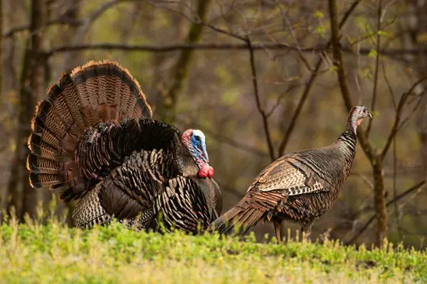 Spring Turkeys Thunder