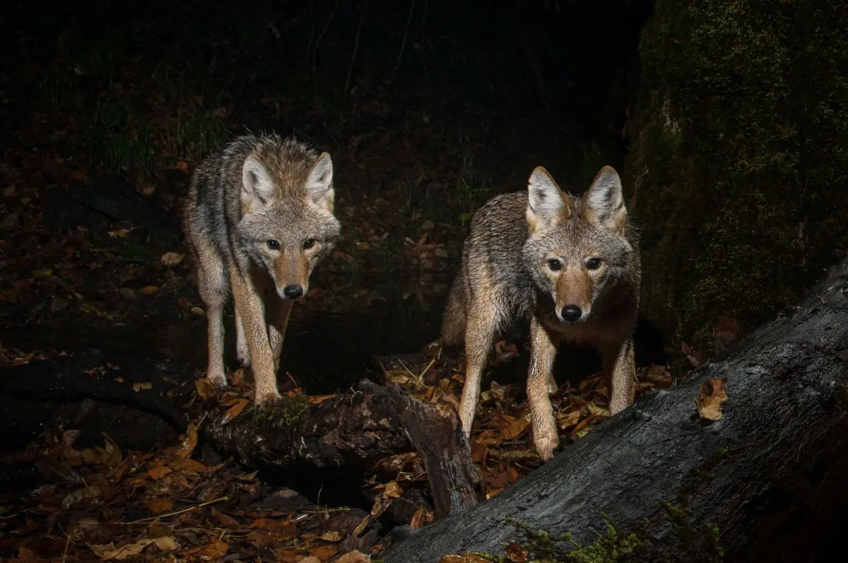 Coyote hunting with night rigs