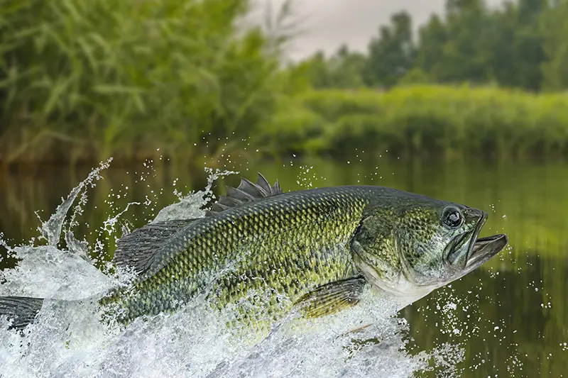 Summer Angling in Iowa