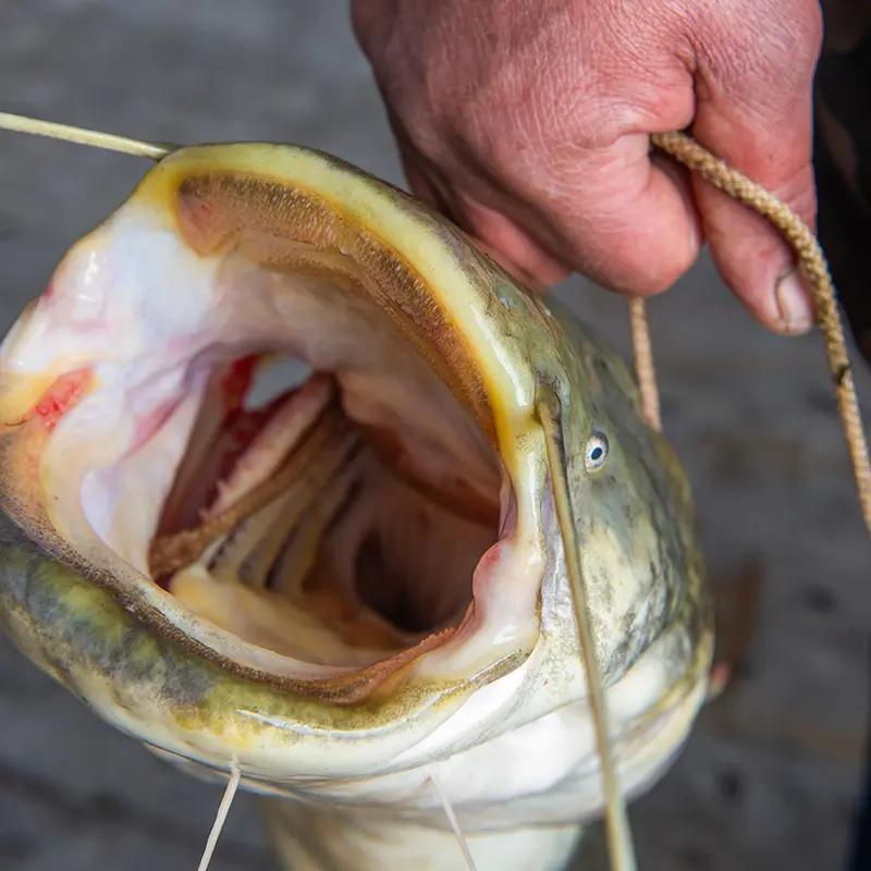 Using Dip Baits for Catfishing