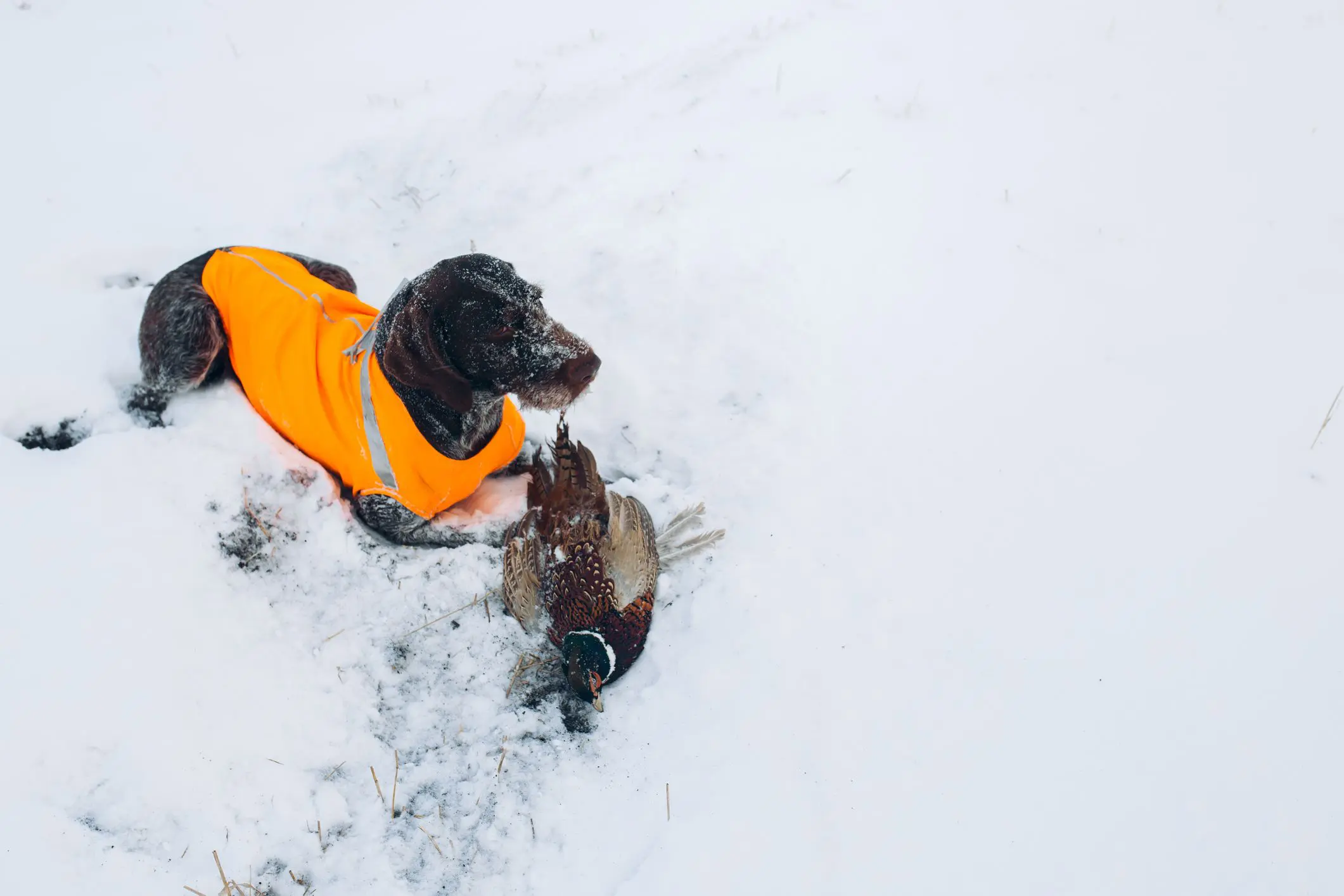 Hunting with a dog in cold weather