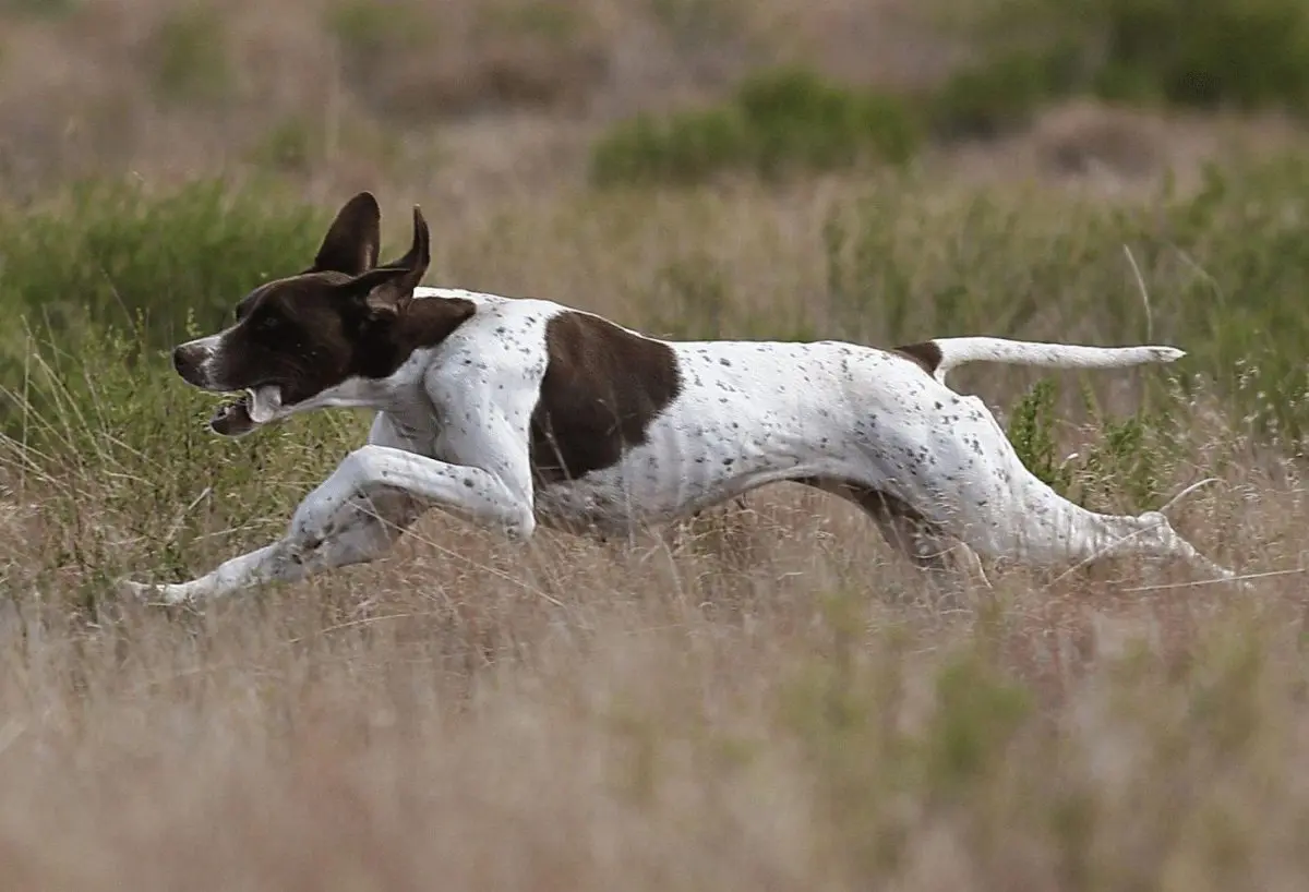 Owning a Pointer