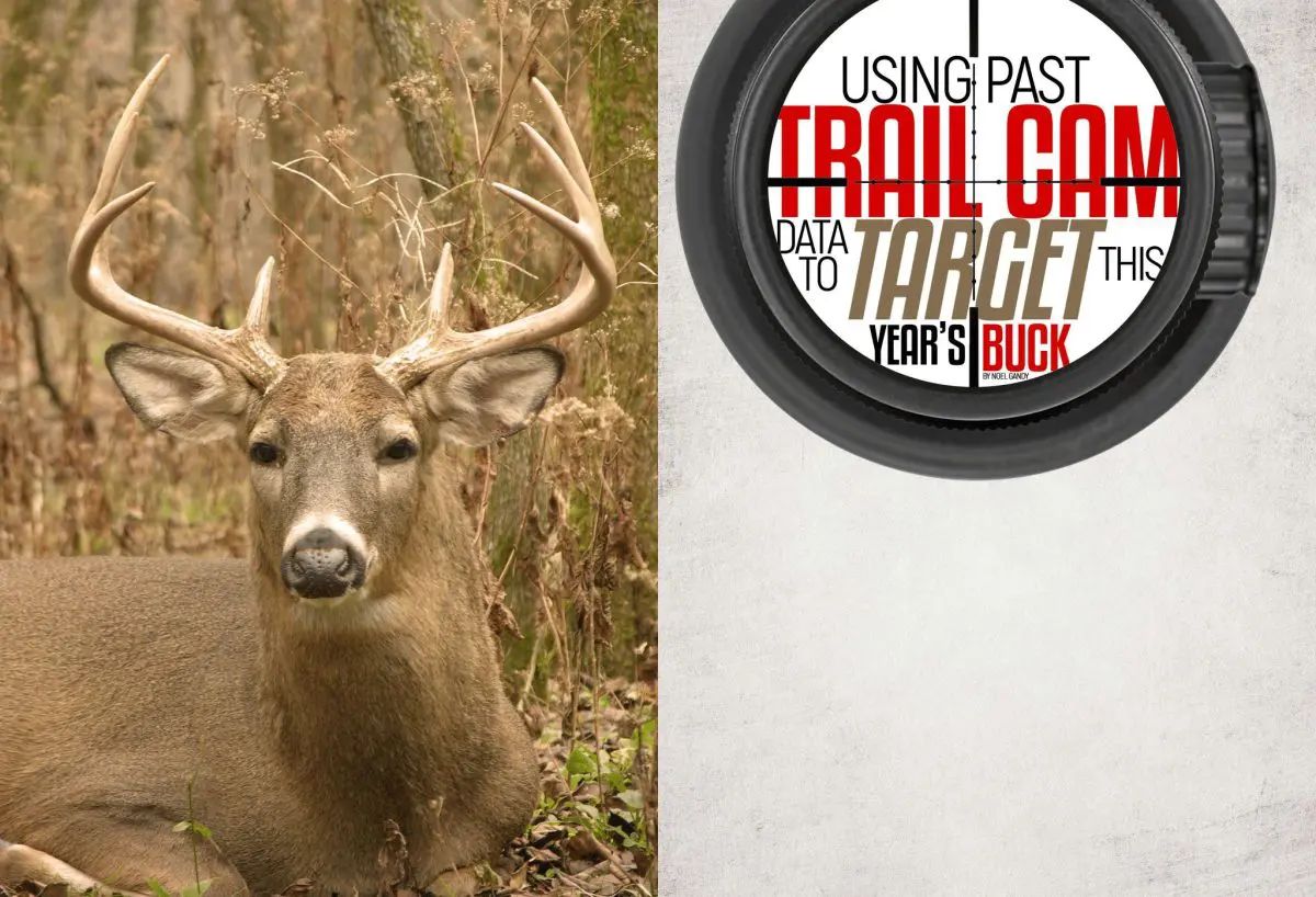 Using Trail Cameras to Target Whitetail