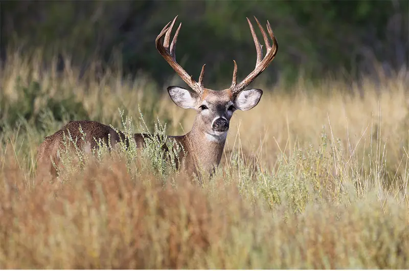 Creating a Multi Species Food Plot
