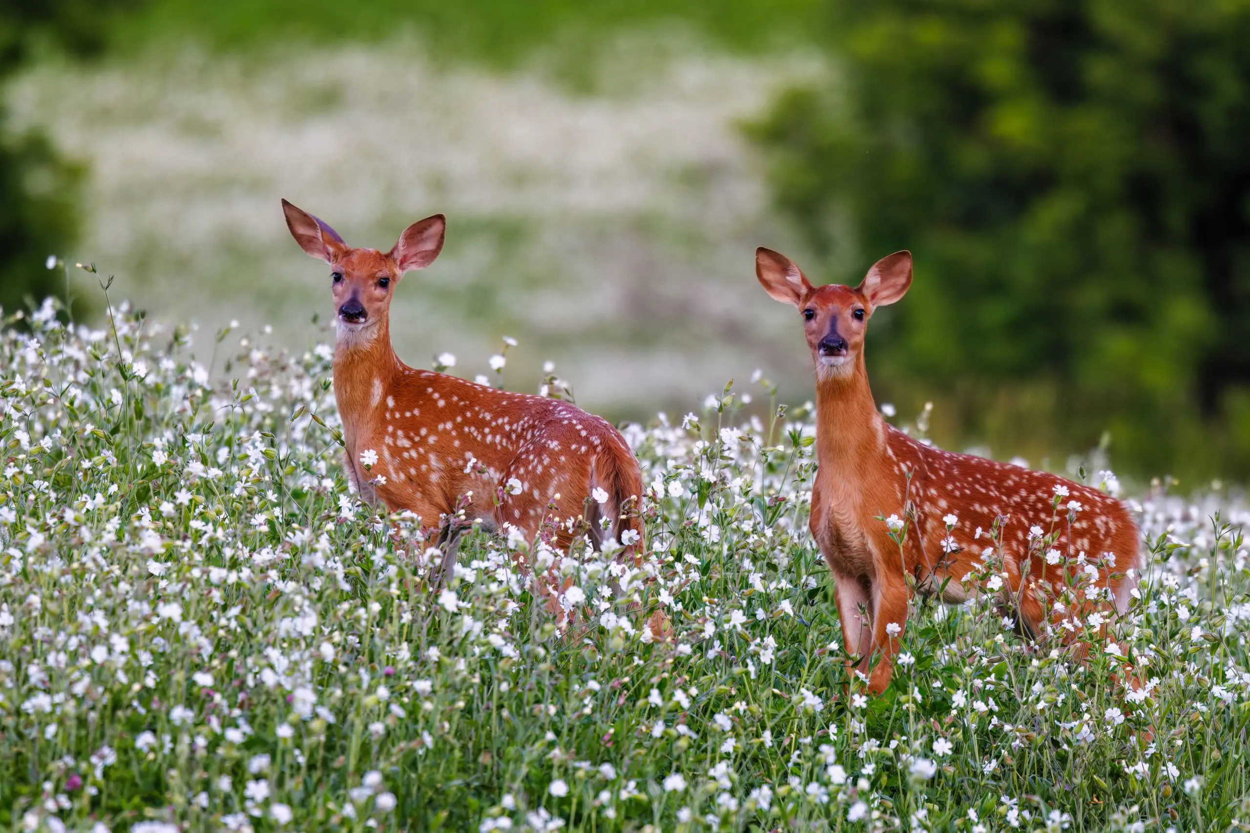 Planning Your Deer Food Plot