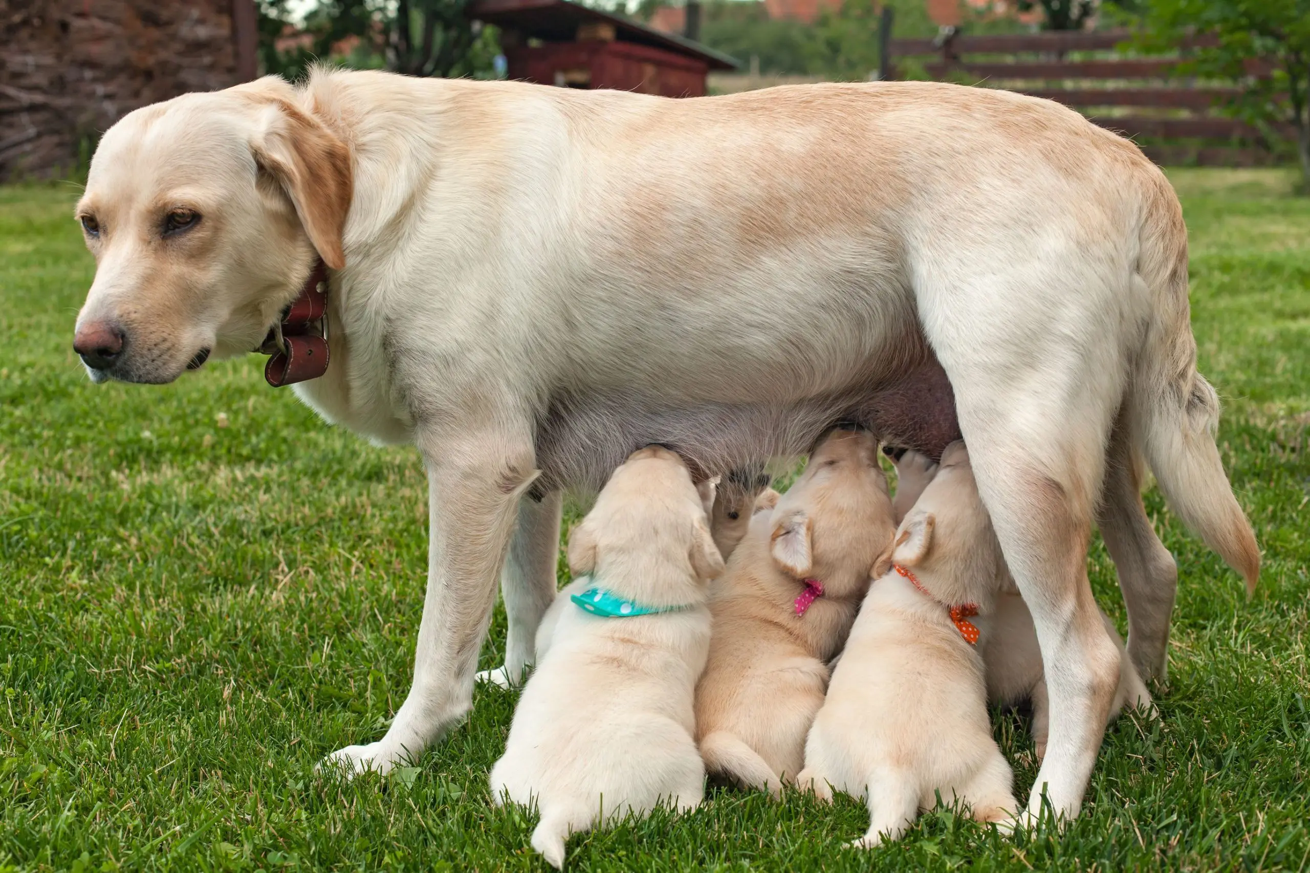 Puppy Nutrition