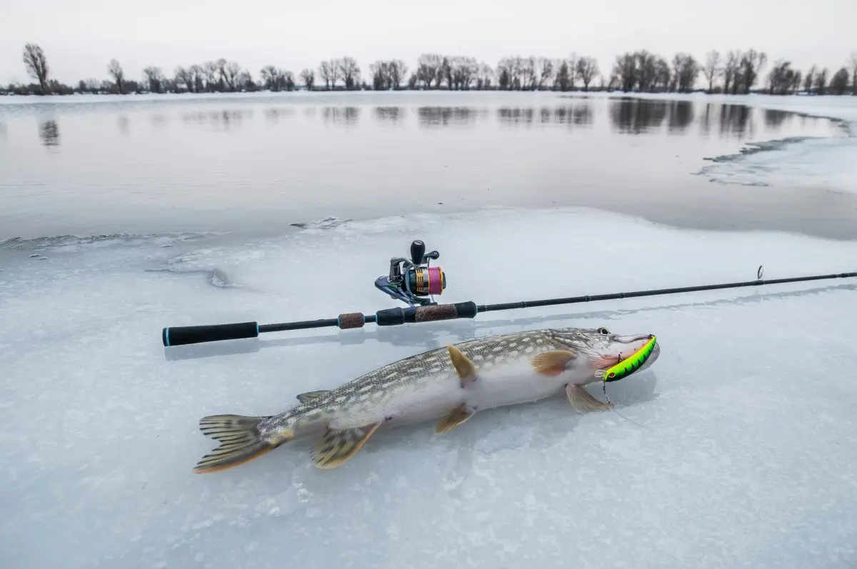 January ice tactics