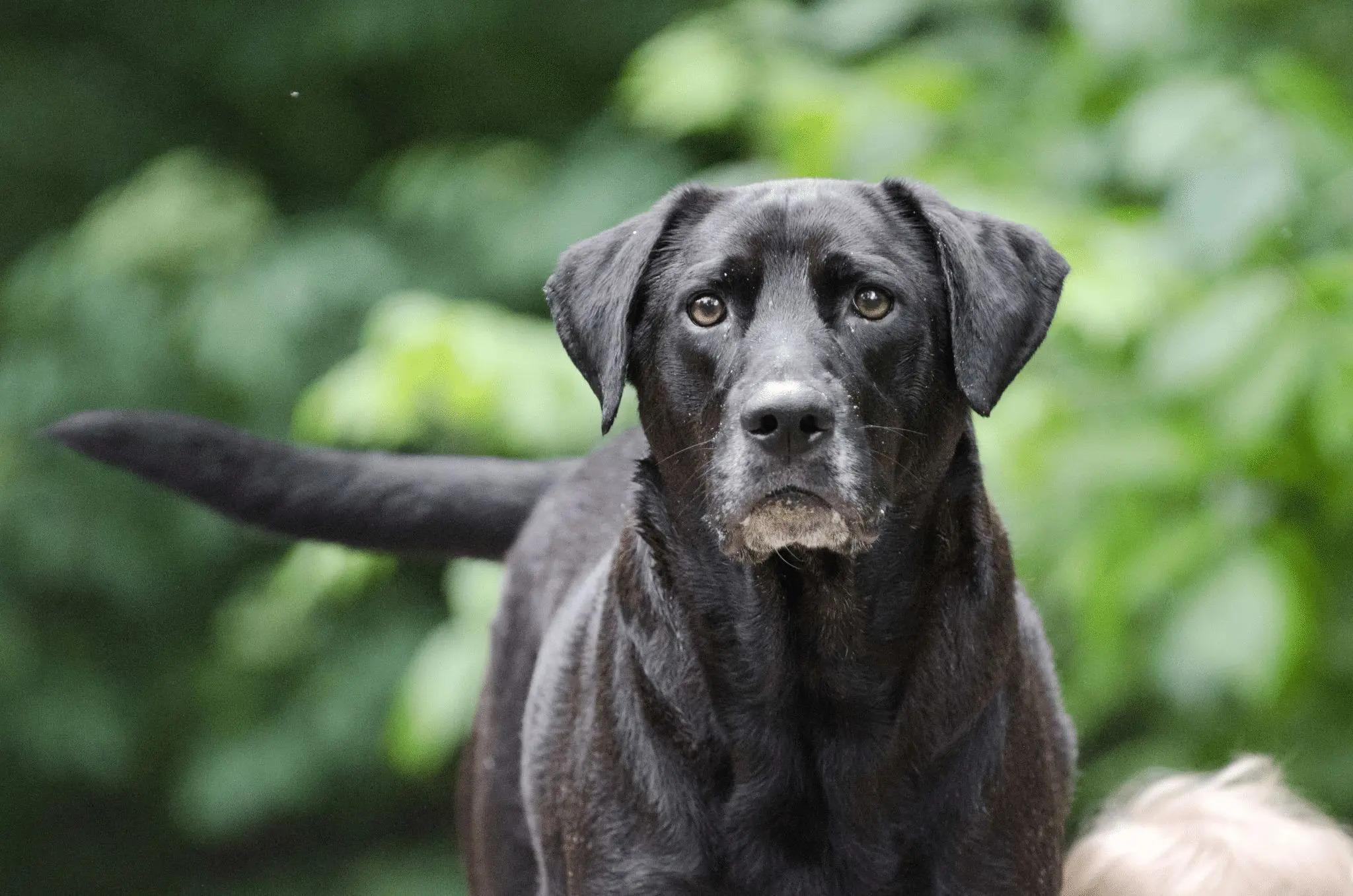 Keeping Older Dogs in the Field