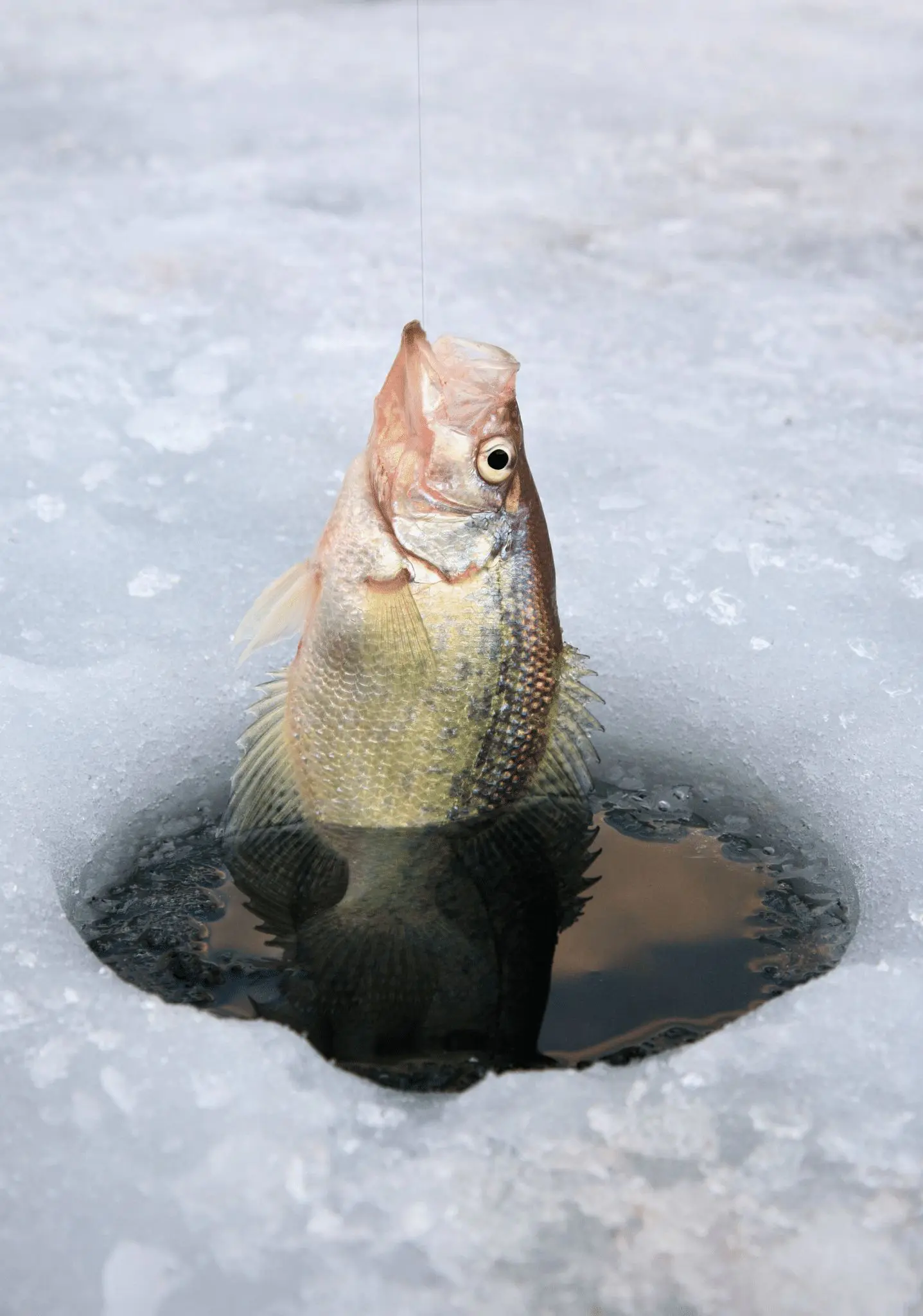 Three Panfish Lures for Iowa Ice Cold Water Fish Tactics In Search for Perch Iowa yellow bass fishing