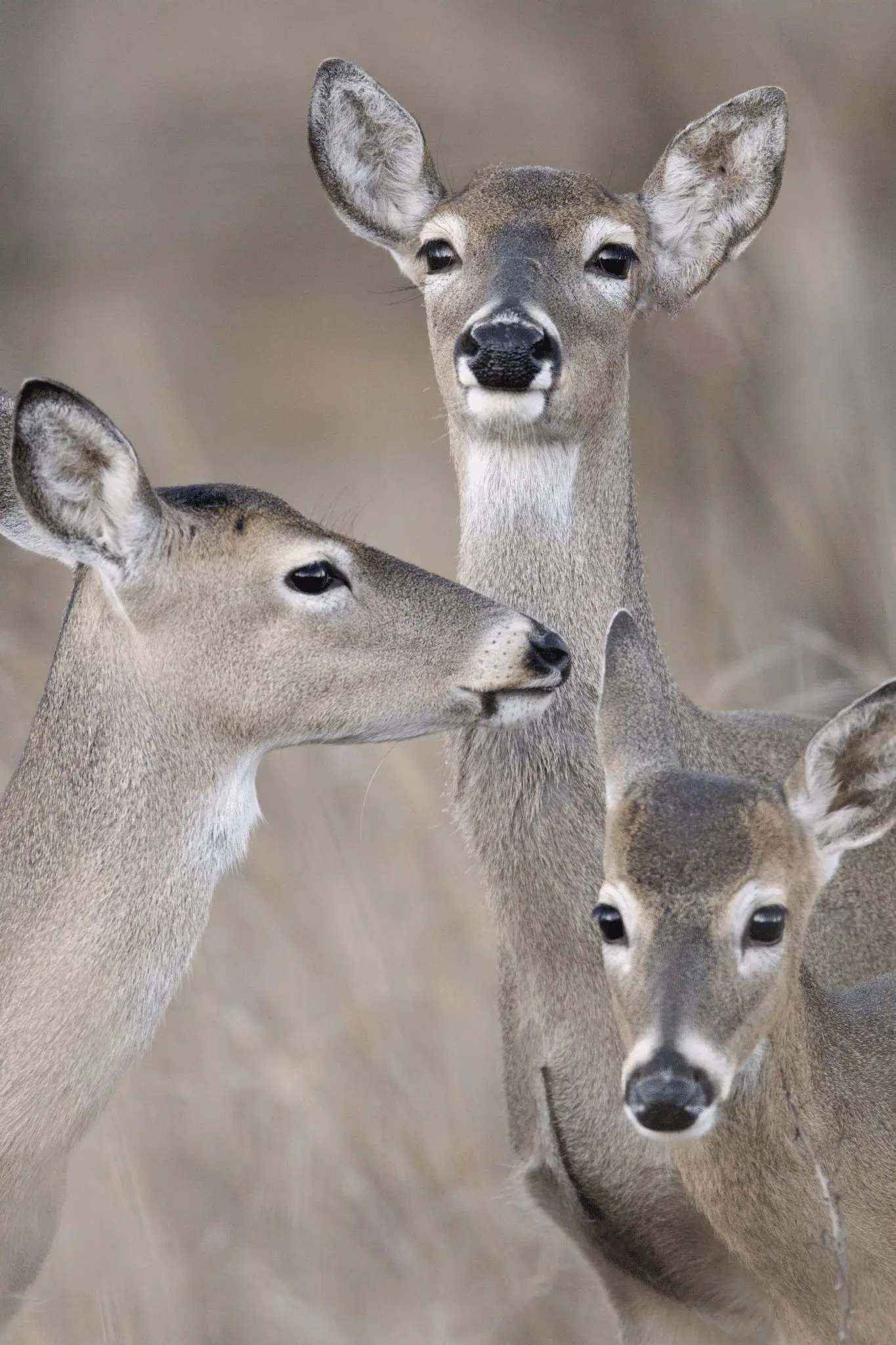 Doe Harvest Timing