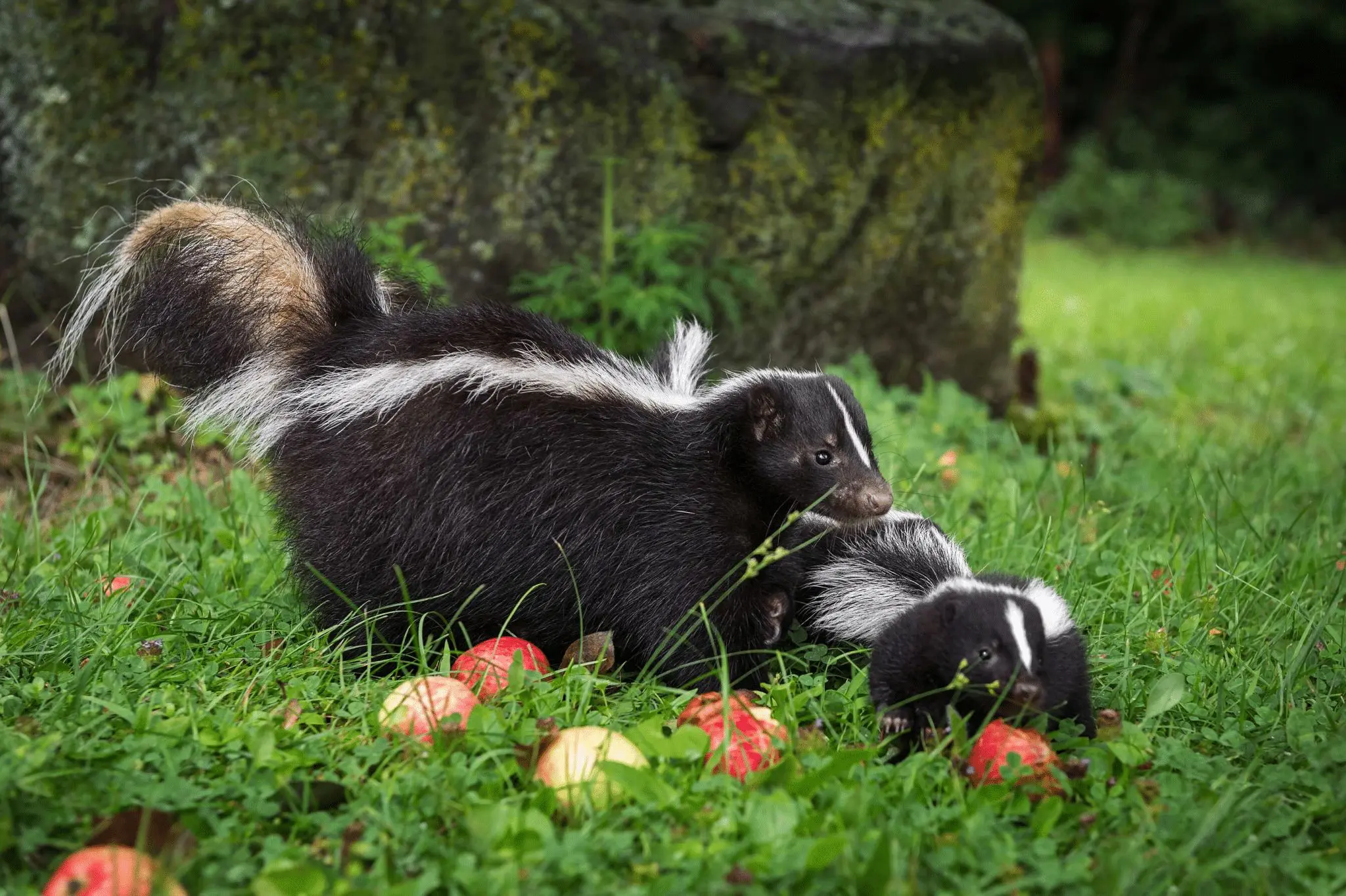 What to do When Skunks Spray