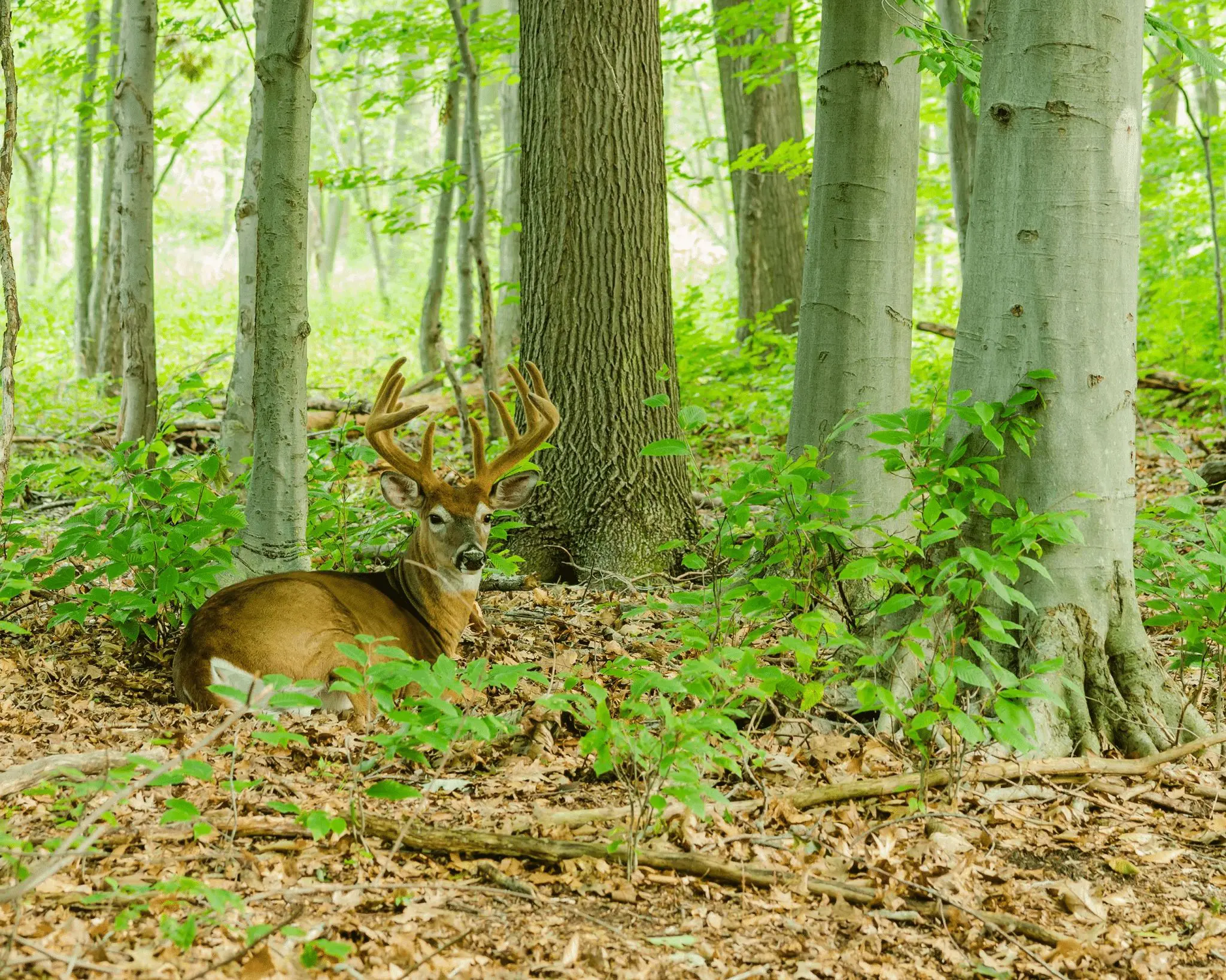 Finding the Perfect Public Deer Hunting Spot