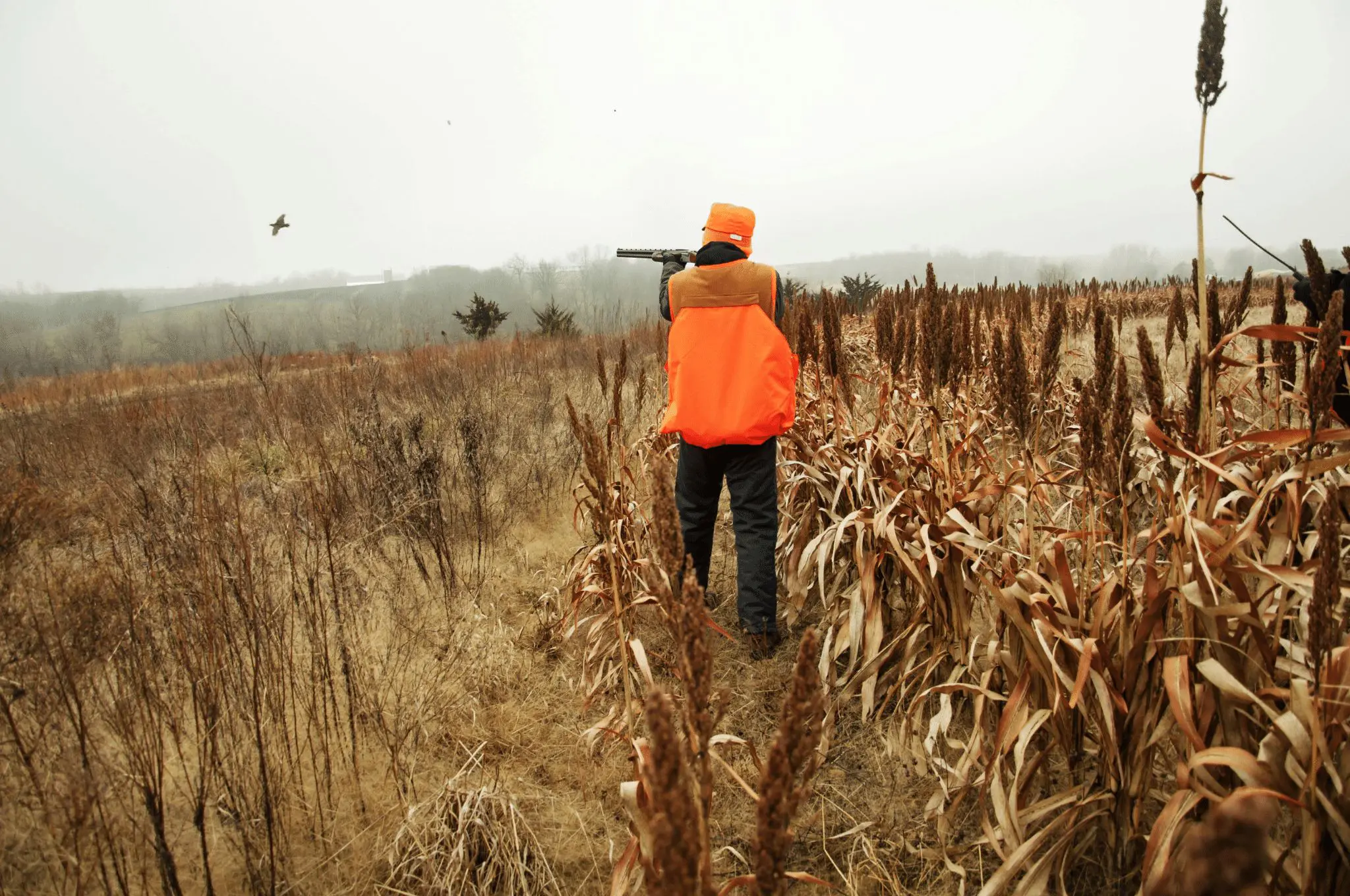 Pheasant forecast 2022