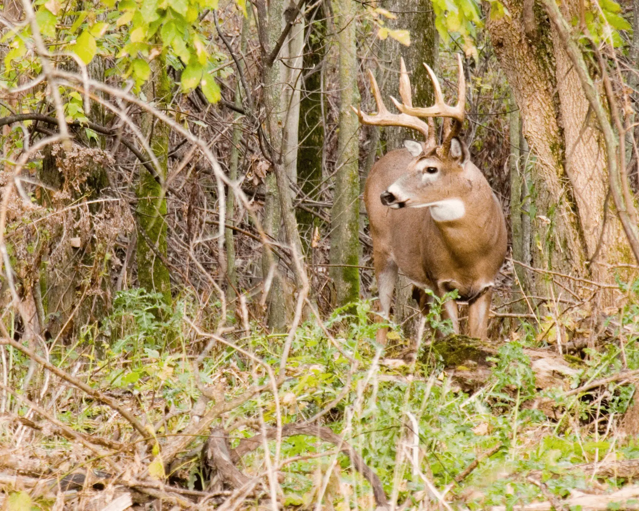 Planning a Switchgrass Planting Gathering Summer Intel for Fall Bowhunting