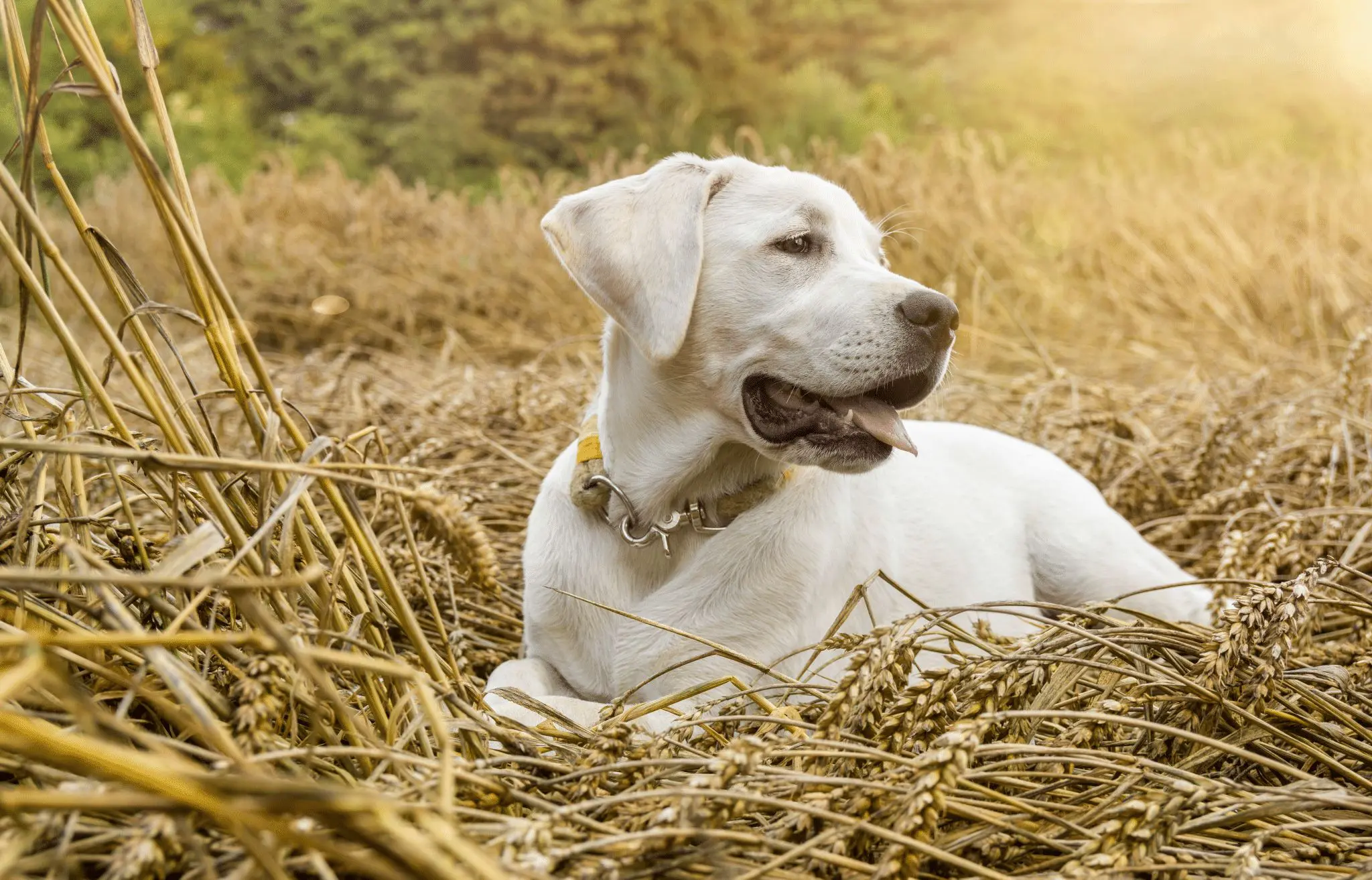 Skin Care for Your Gun Dog