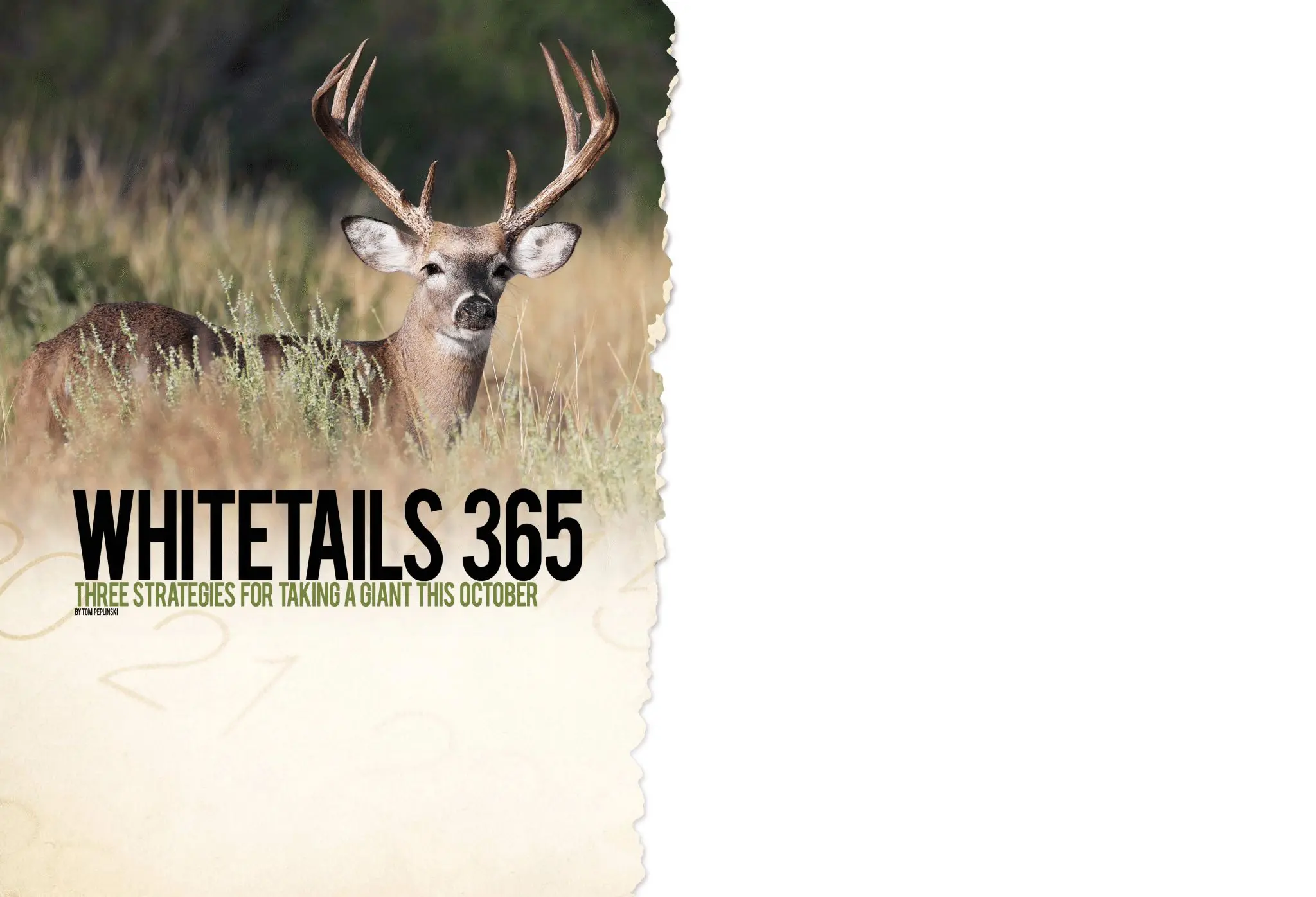 Three Strategies for Whitetail this October