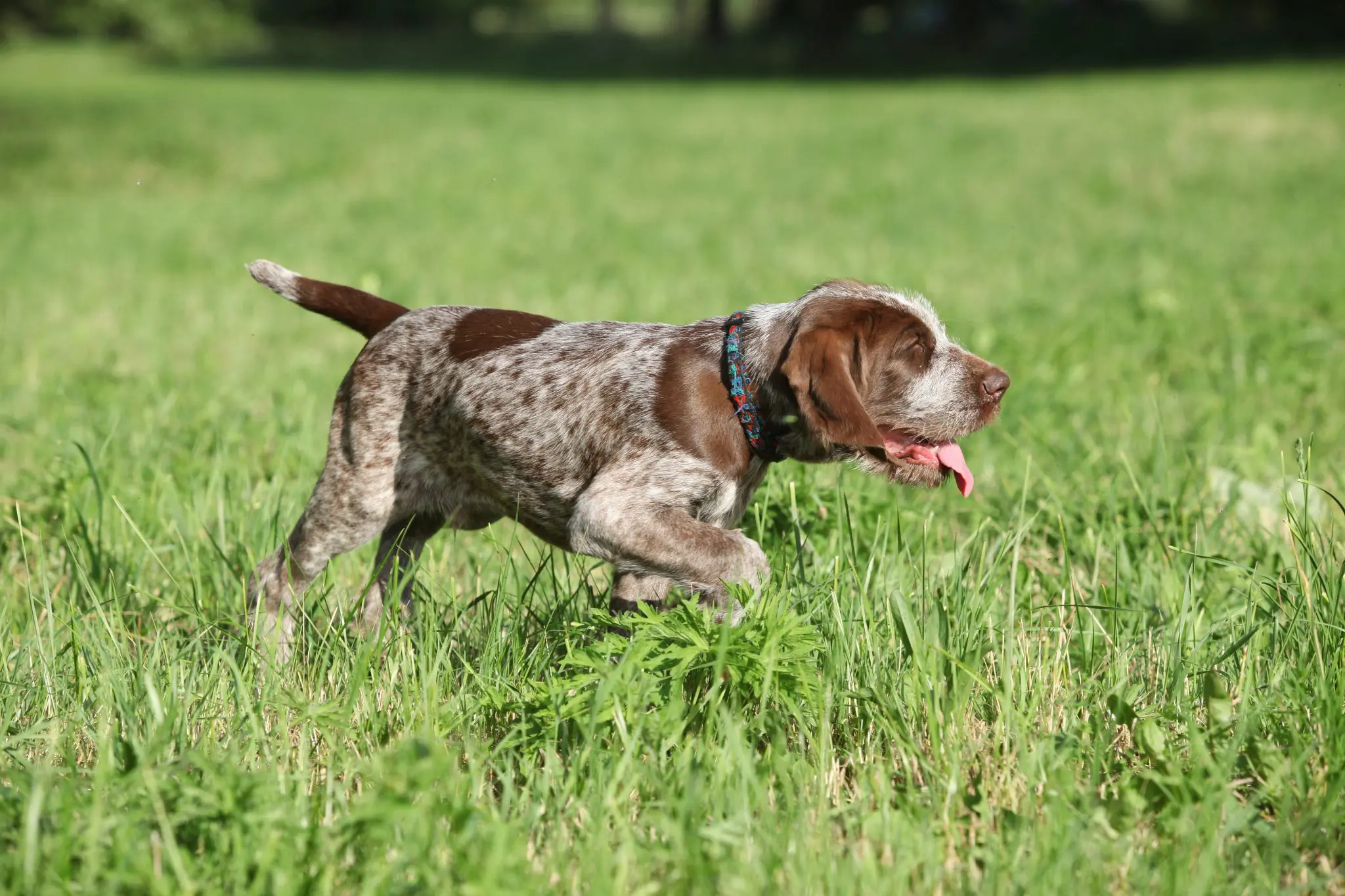Master These Skills to Improve your Bird Dog