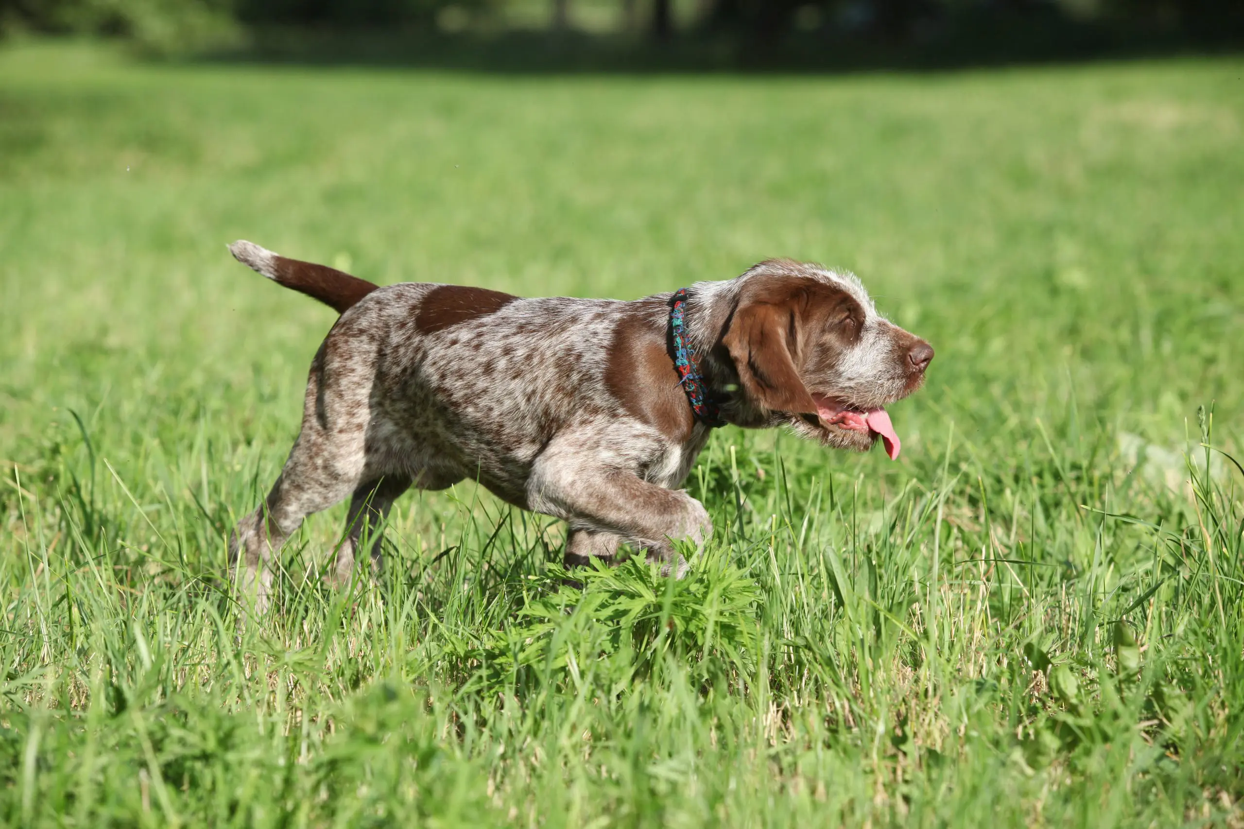 Master These Skills to Improve your Bird Dog