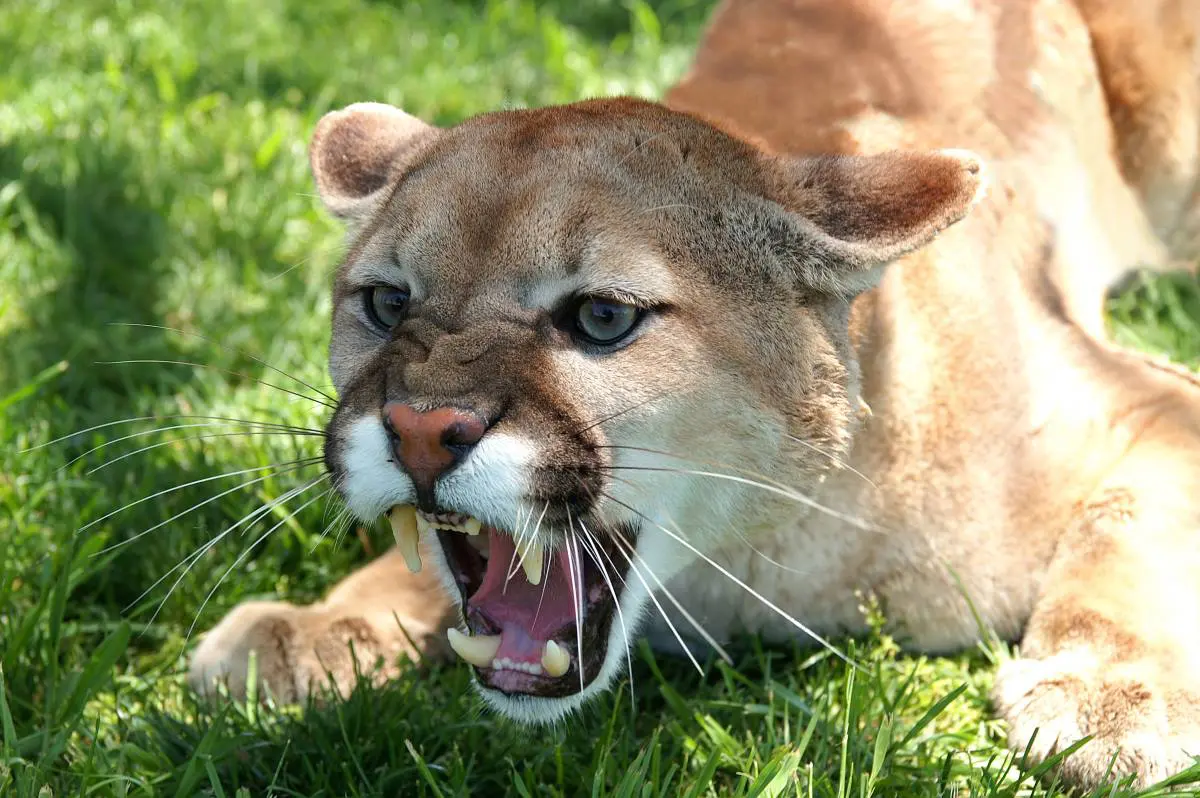 The Status of Mountain Lions in Iowa 
