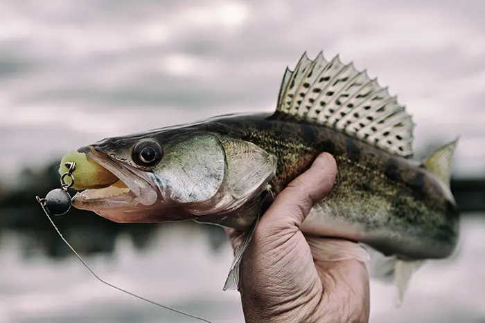 What to use Fall Fishing in Iowa
