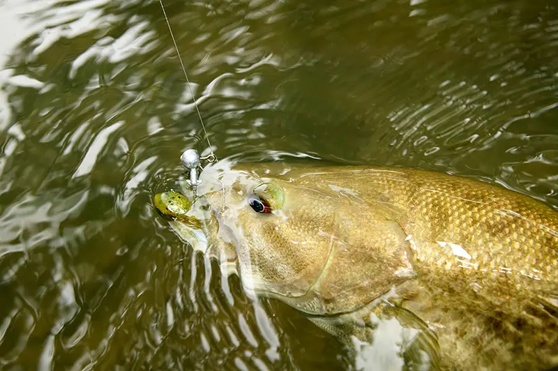 My Favorite Smallmouth Bass Techniques