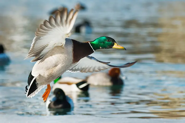 Waterfowl Hunting Iowa