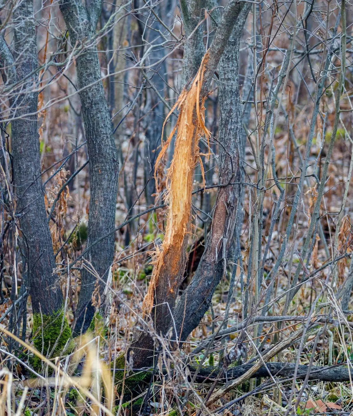 Leveraging Deer Scents & Lures 
